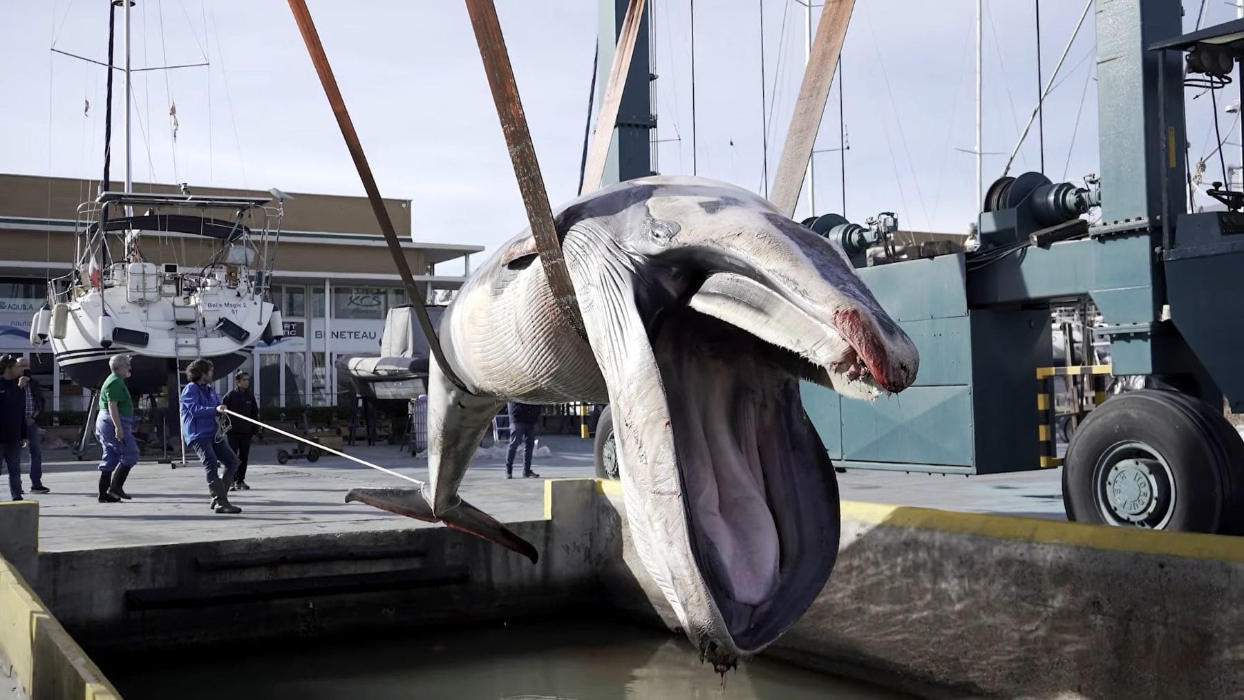 Rorcual común muerto de 9 metros en el Real Club Náutico de Valencia durante su traslado para necropsia.