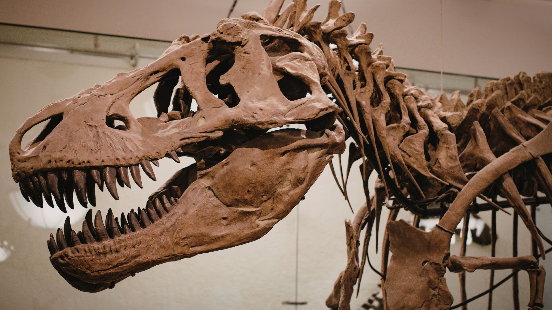 Esqueleto de Tyrannosaurus rex en un museo utilizado para estudiar cómo caminaba y la velocidad que podía alcanzar este dinosaurio.