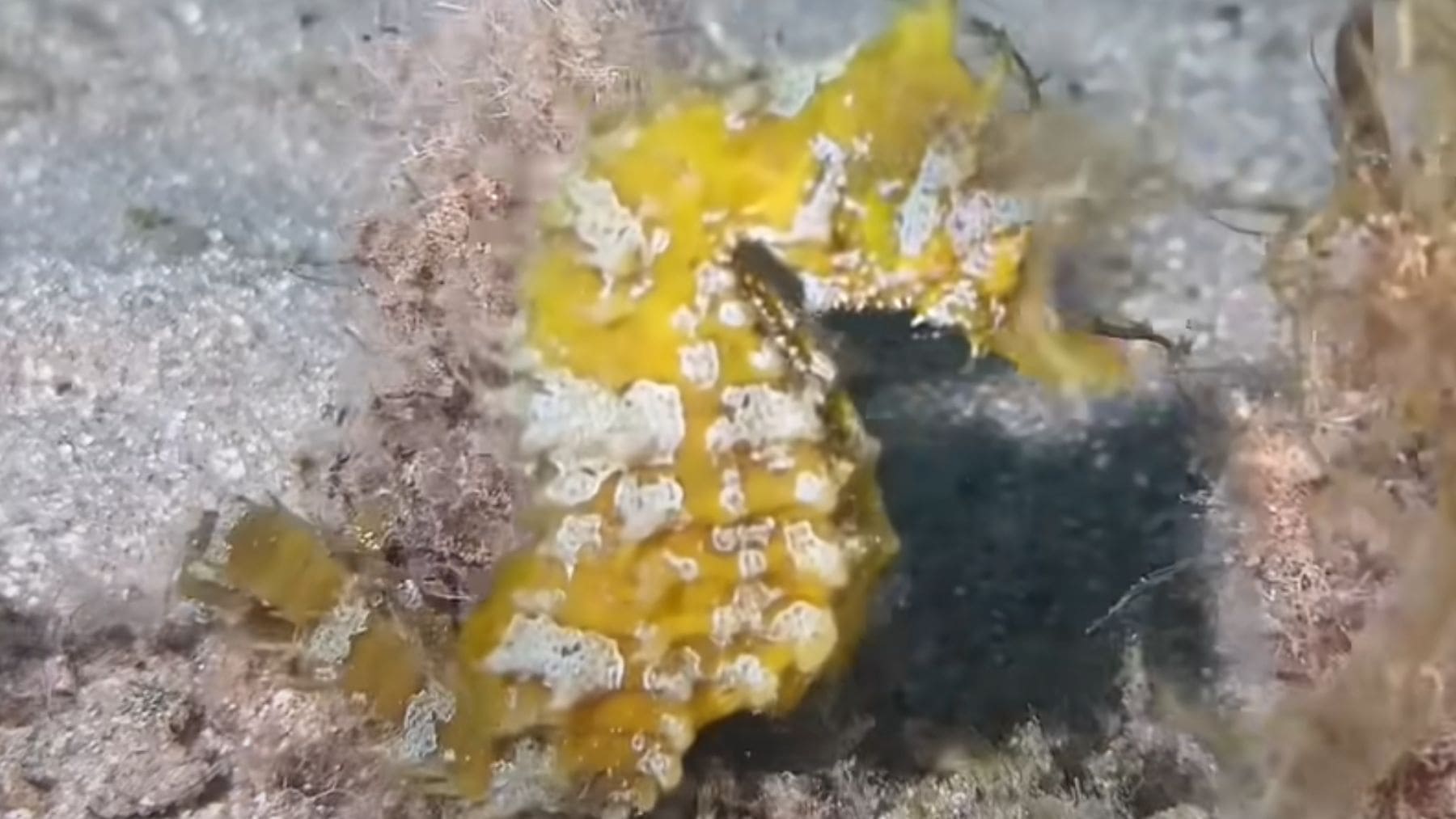 Nudibranquio amarillo en el fondo marino de la playa del Fòrum en Barcelona entre algas y restos