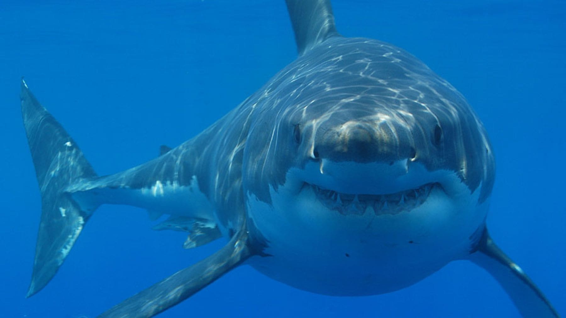 Tiburón blanco nadando en el Mediterráneo español, especie con presencia rara o población fantasma.