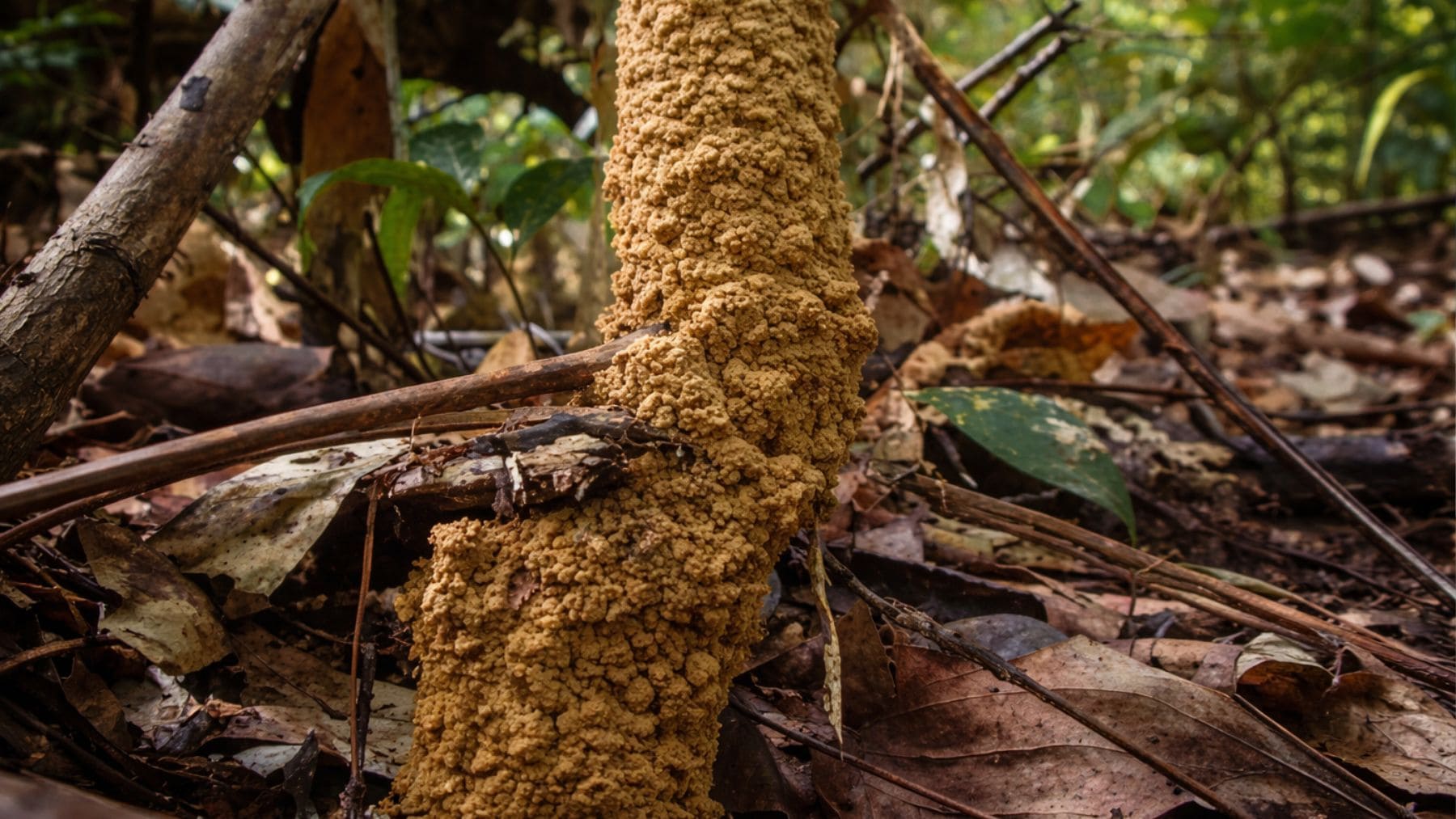 Torre de arcilla construida por cigarras amazónicas en el suelo de la selva.