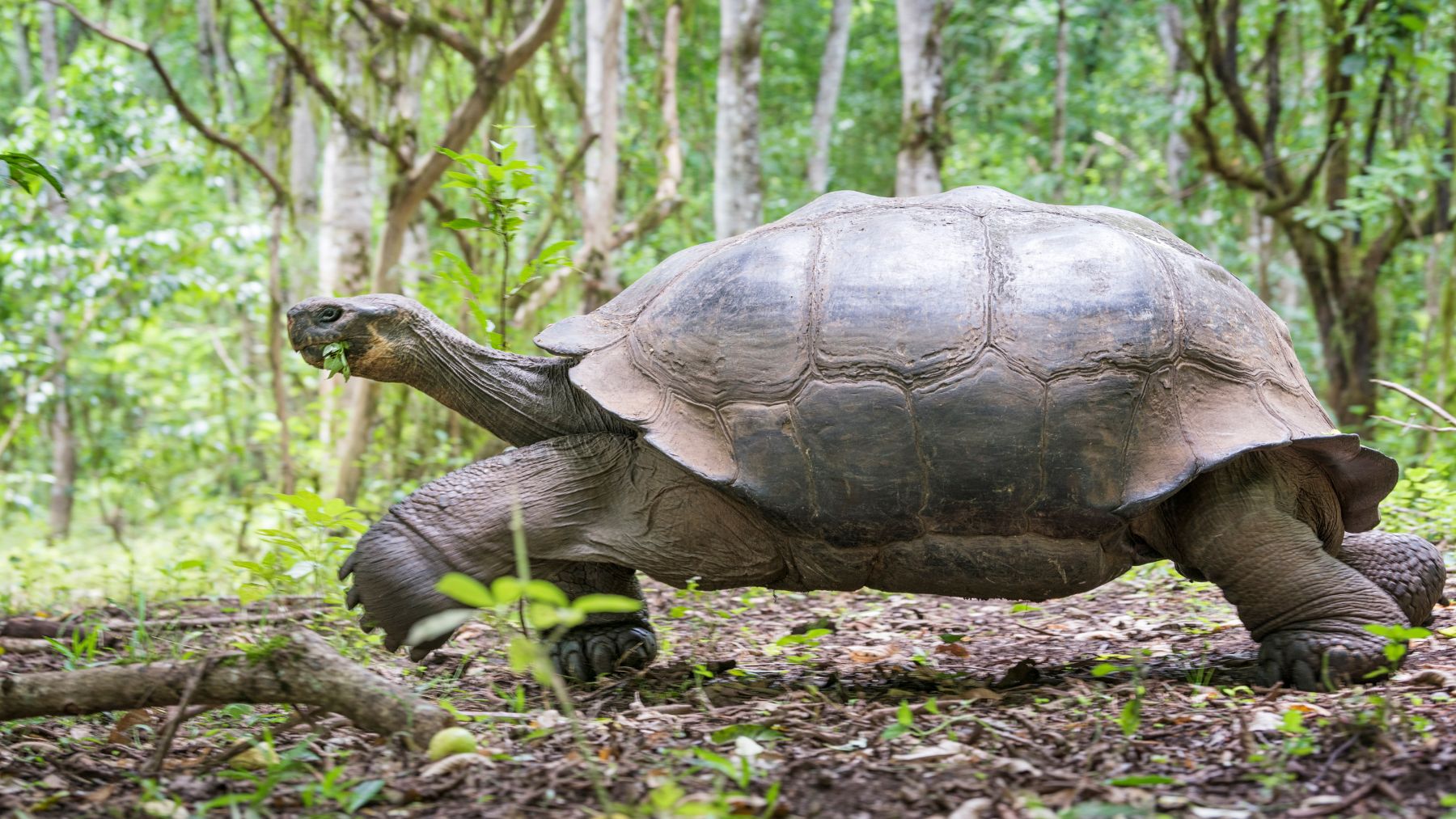 Tortuga gigante de Galápagos caminando por el bosque tras el programa de reintroducción en la isla Floreana.