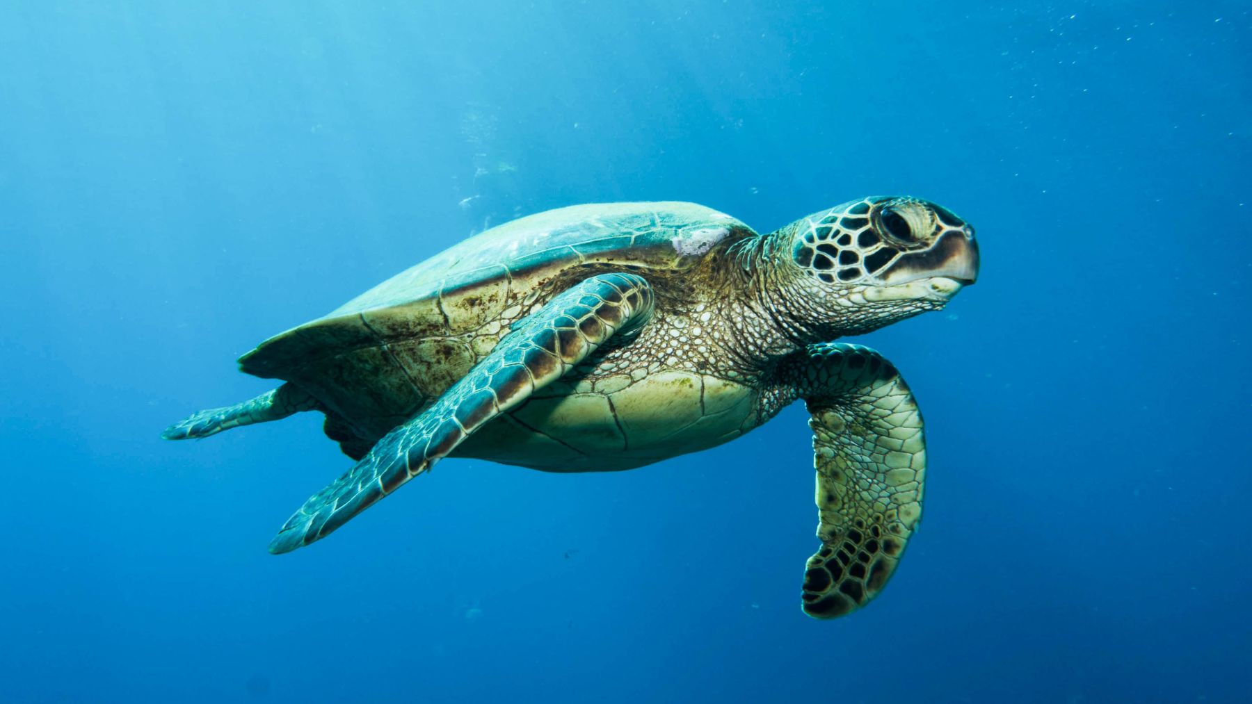 Tortuga verde nadando cerca de la isla de Trindade donde se han hallado rocas de plástico en sus nidos.