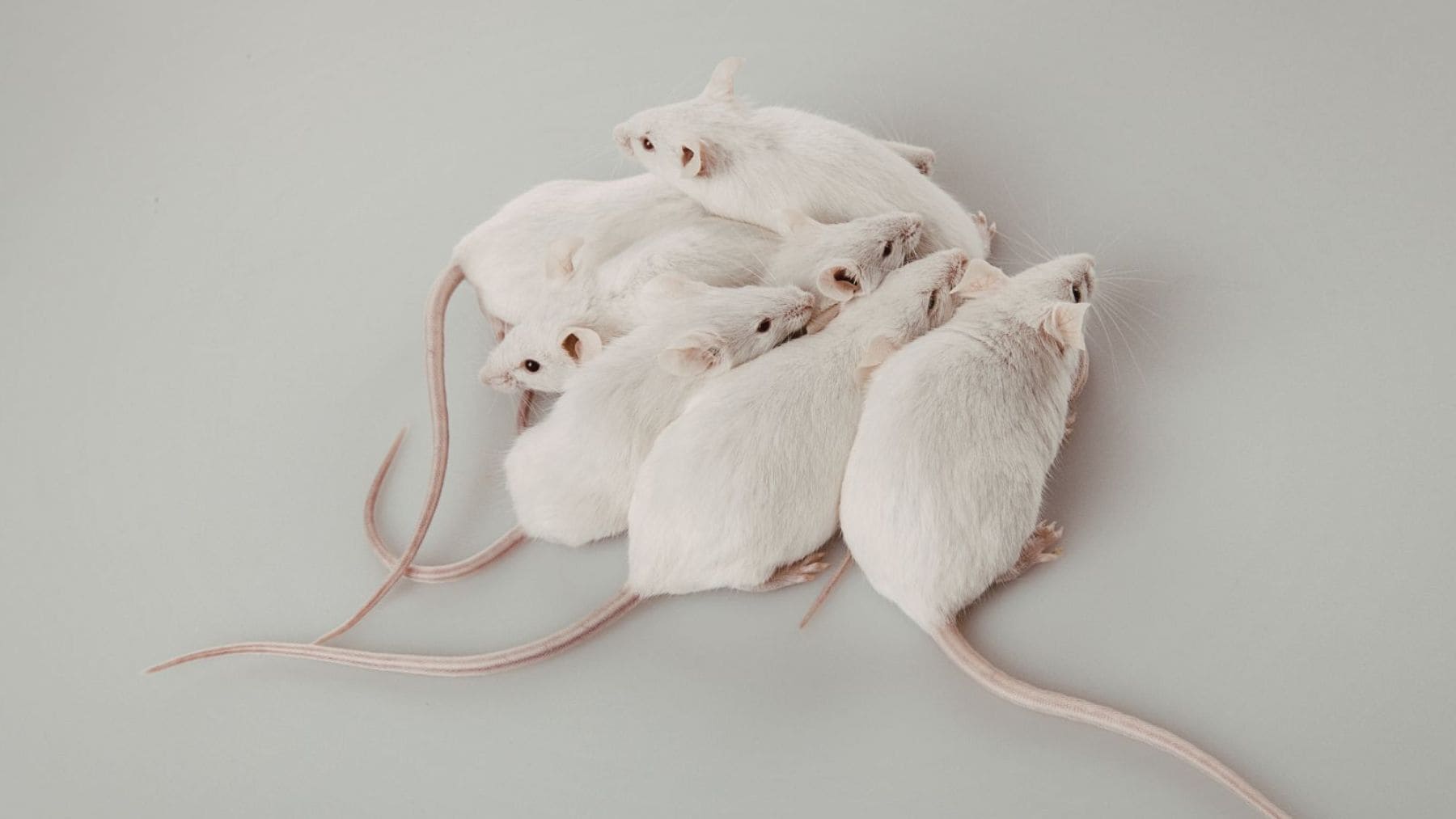 Vacuna nasal universal contra virus respiratorios y alergias probada en ratones en un estudio de Stanford.