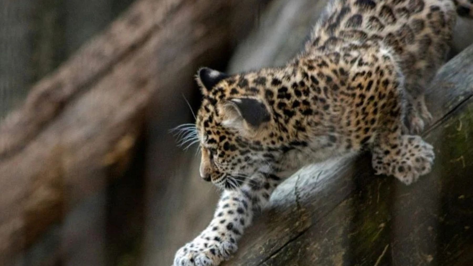 Yaguara, jaguar rescatada de los incendios de 2024 en Bolivia durante su rehabilitación antes de volver a la selva.