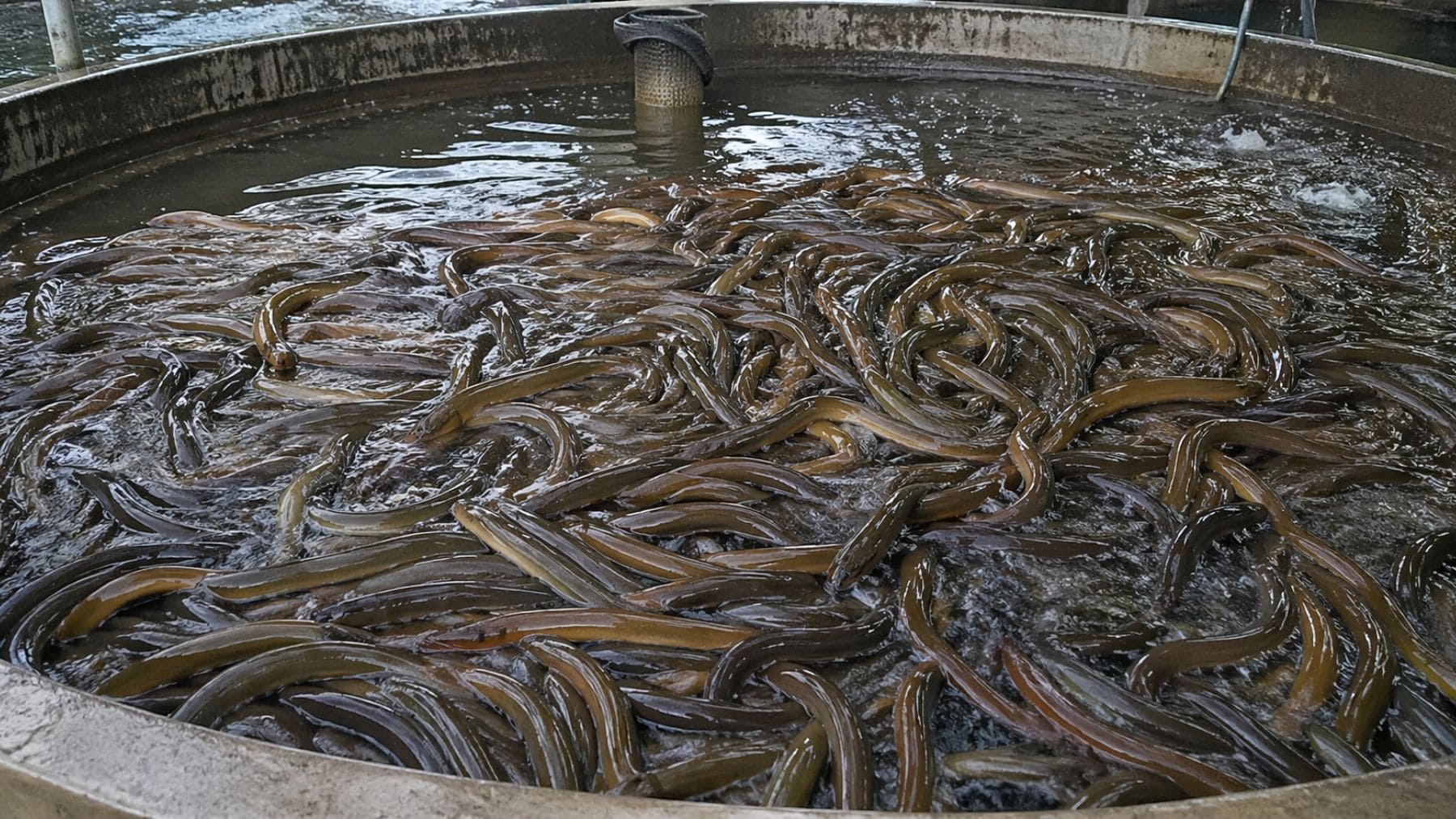 Anguilas hacinadas en un tanque de cría en Vietnam por exceso de producción y caída de precios.