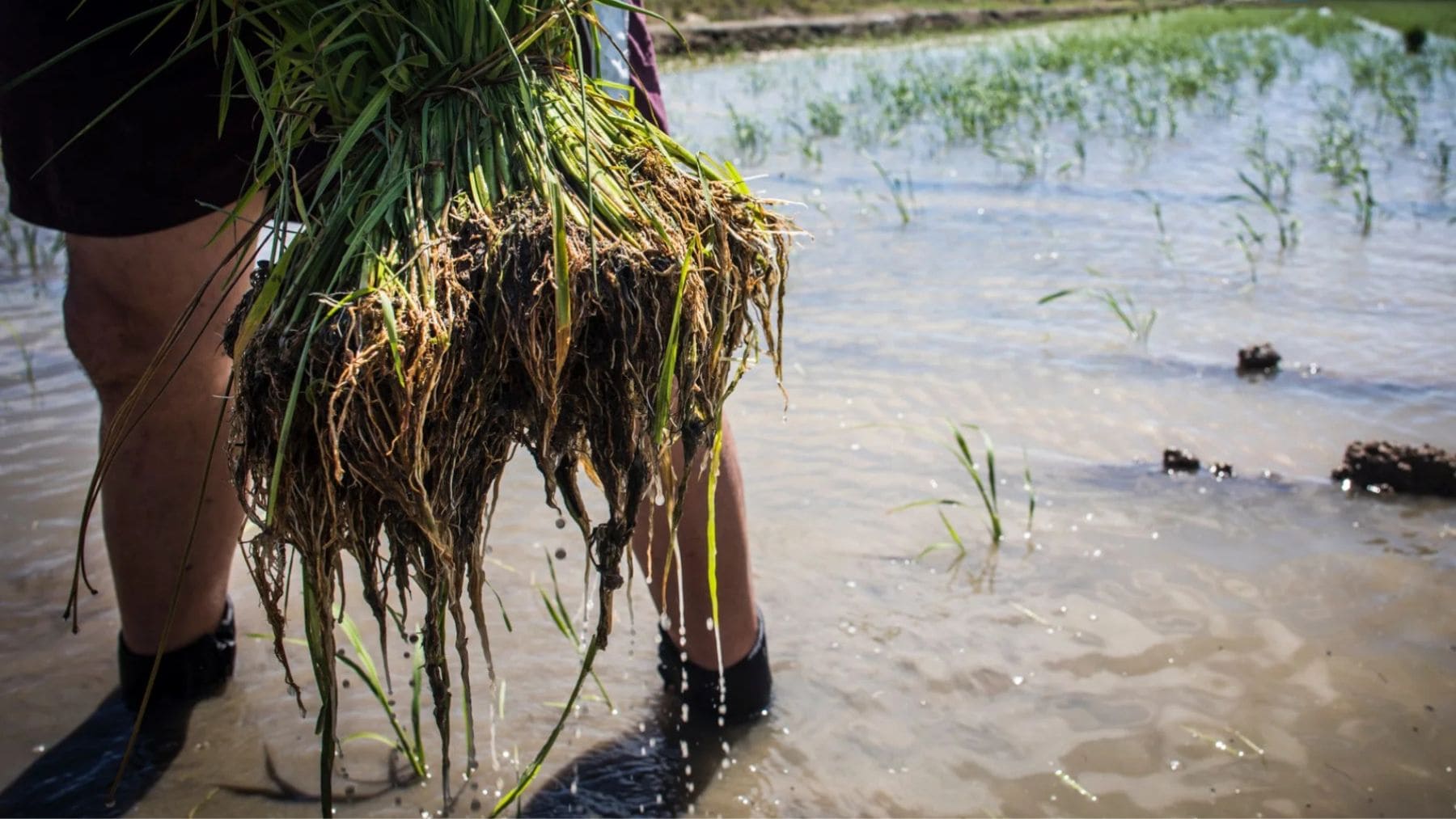Agricultor en arrozal de la Albufera sosteniendo plantas afectadas por la piricularia en plena crisis del arroz valenciano.