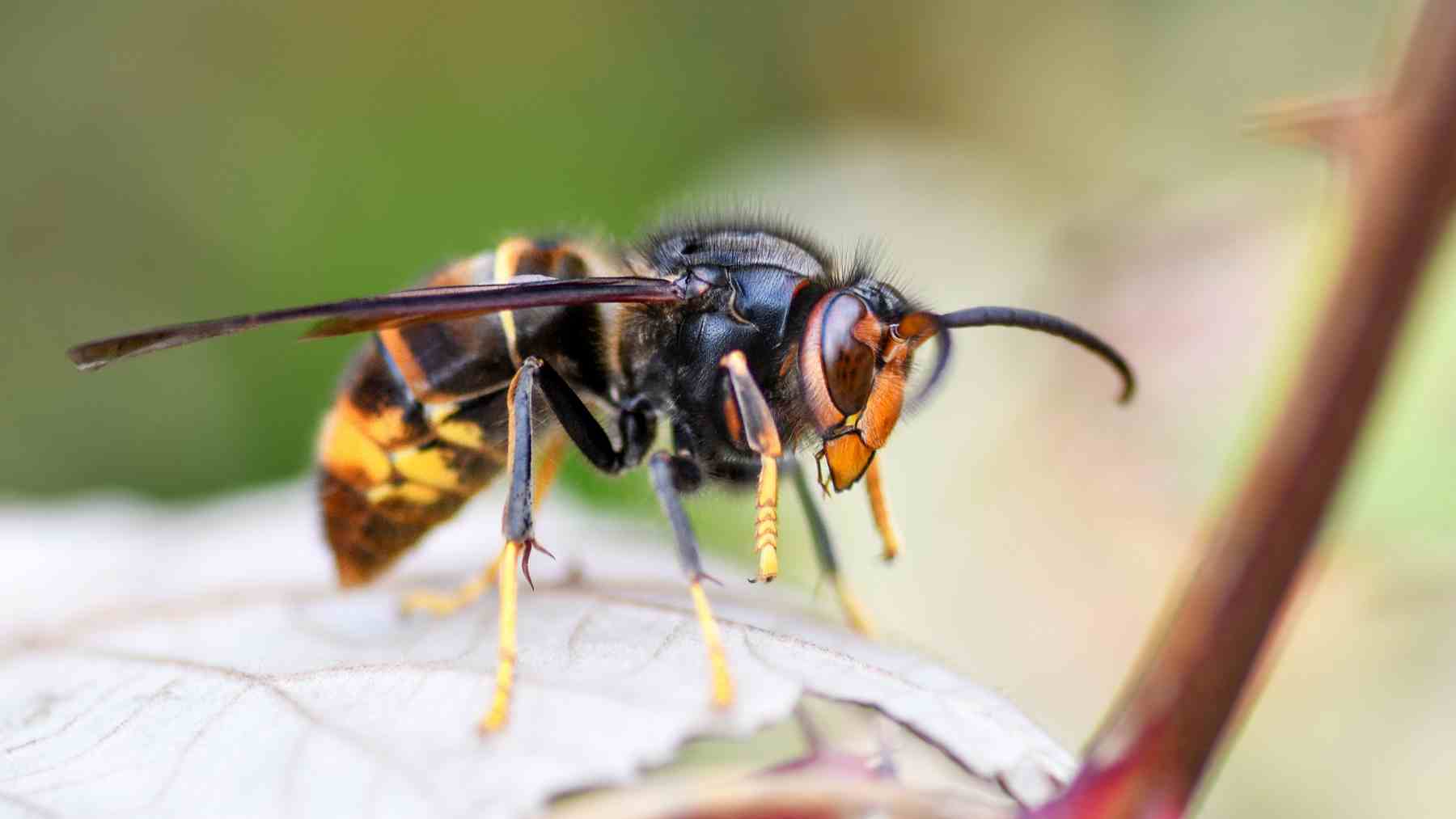 Avispón asiático (Vespa velutina) en primer plano sobre una hoja en España.