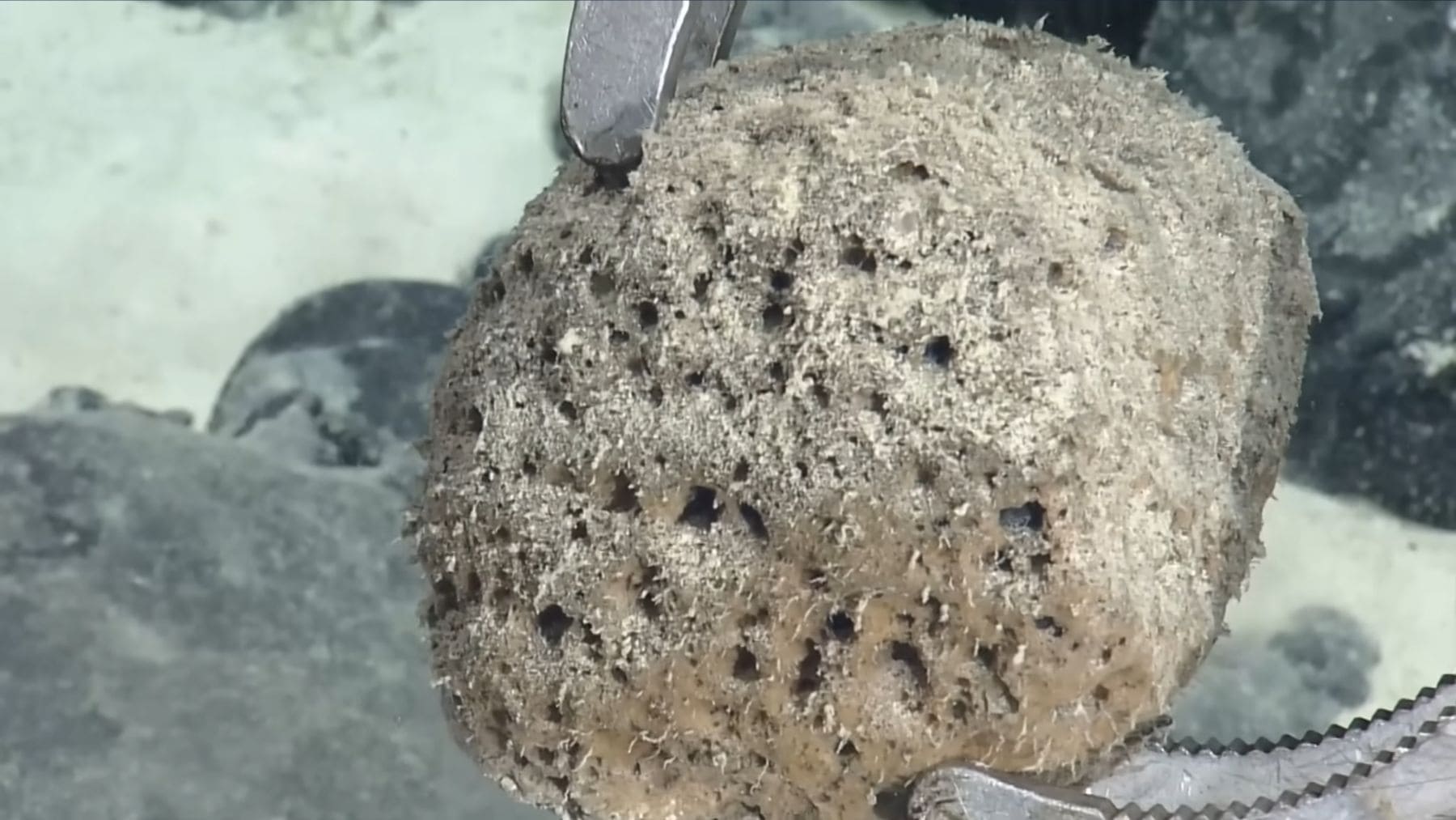 Roca volcánica del fondo marino captada por el Nautilus con textura similar a baldosas en el océano profundo.