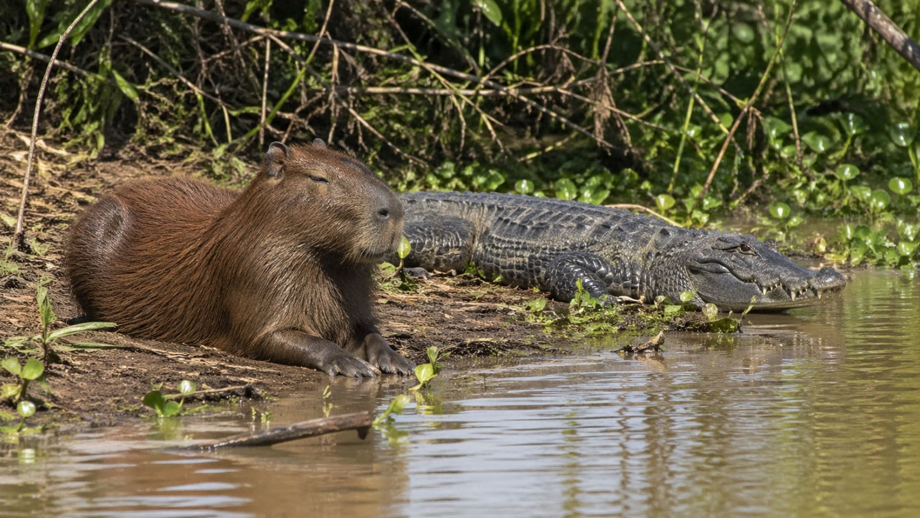 Capibara descansando junto a un caimán en la orilla de un río en el Pantanal sin atacarse.