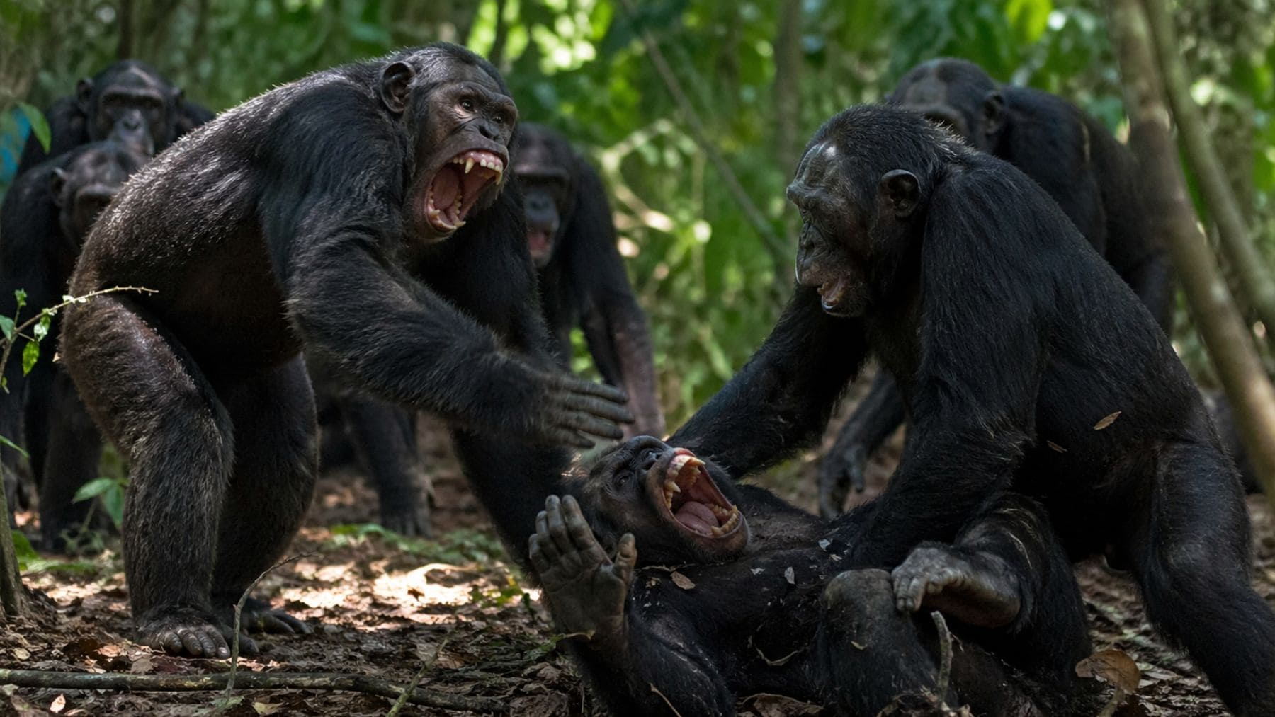 Chimpancés enfrentándose violentamente en el Parque Nacional Kibale durante el conflicto entre clanes de Ngogo.