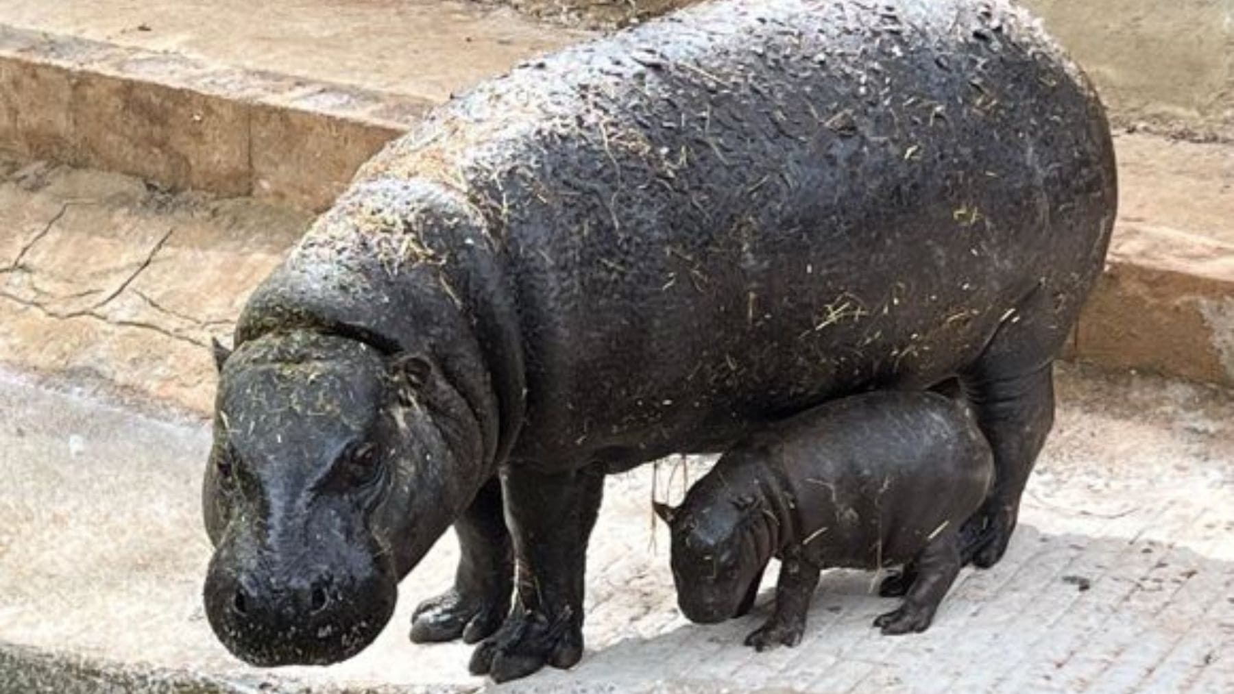 Cría de hipopótamo pigmeo recién nacida junto a su madre en el Parque de Cabárceno, Cantabria.