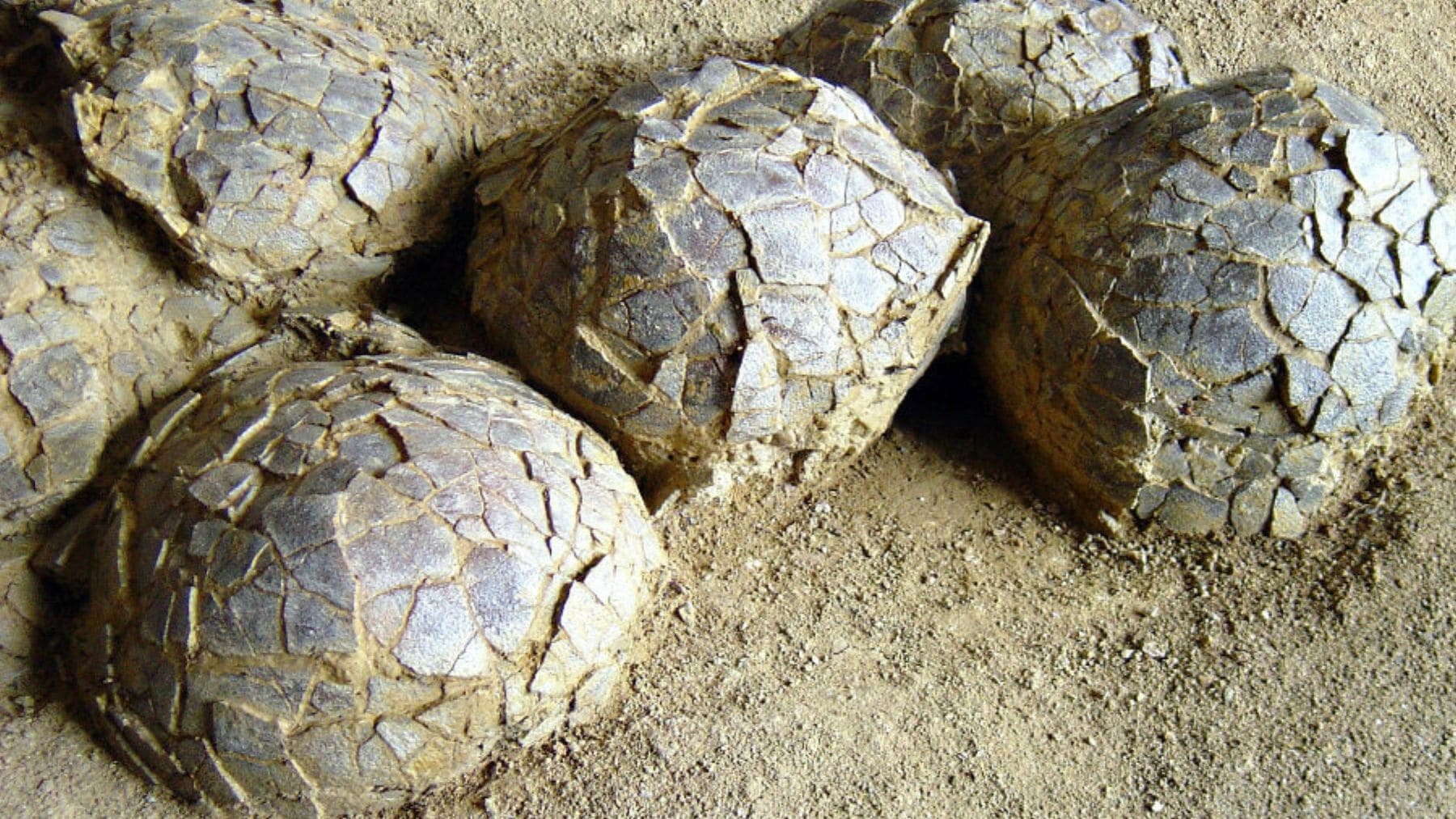 Huevos de dinosaurio fosilizados descubiertos en Mèze, Francia, con una antigüedad de 70 millones de años.