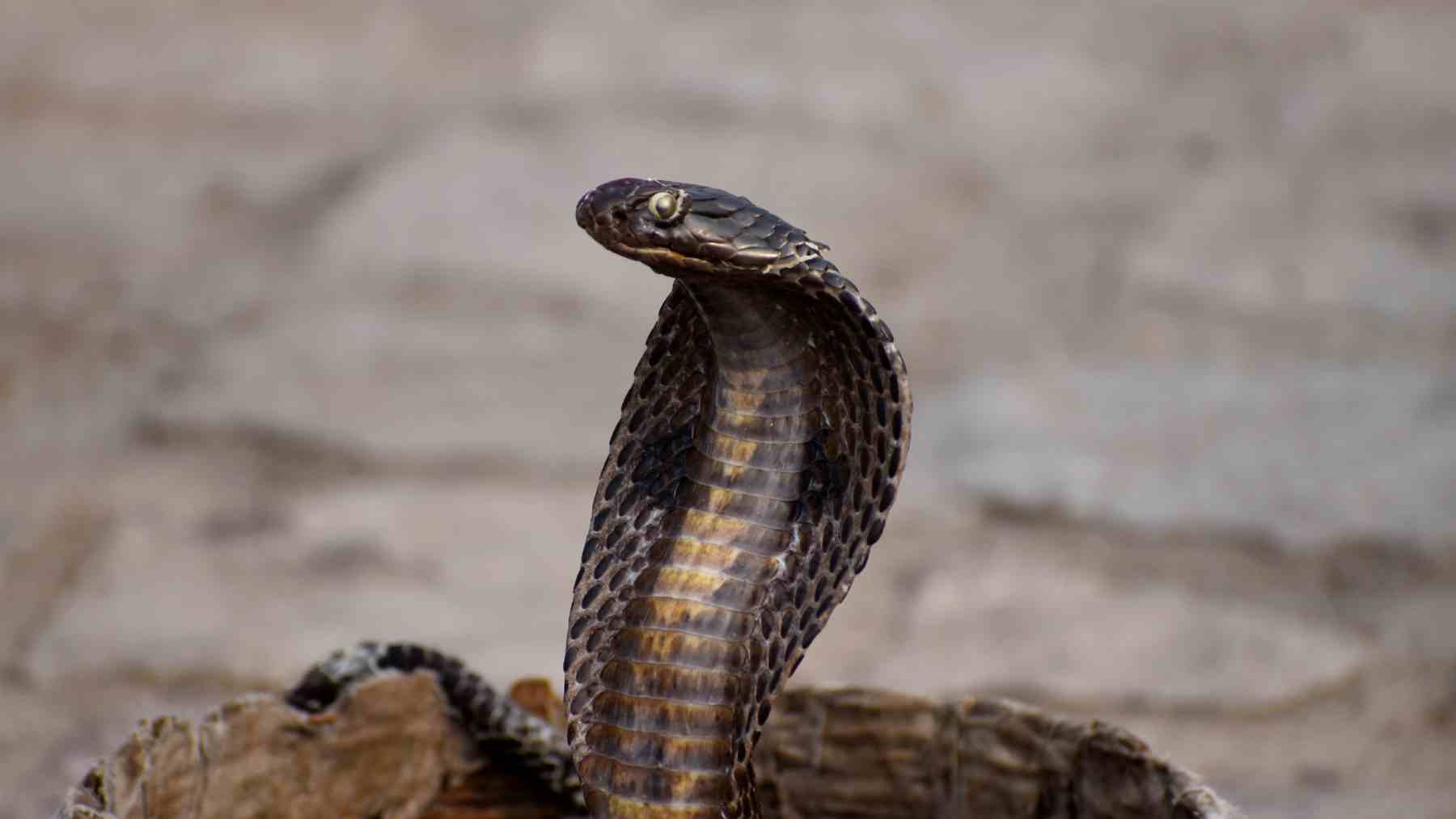 Cobra en los Sundarbans, zona donde India estudia usar reptiles para vigilar la frontera con Bangladés.
