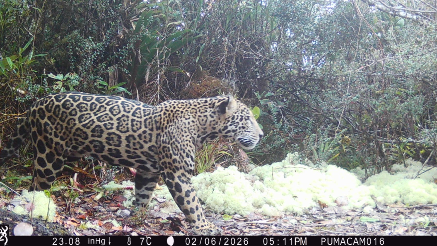 Jaguar captado por cámara trampa en la Sierra del Merendón a 2.200 metros en Honduras en 2026.