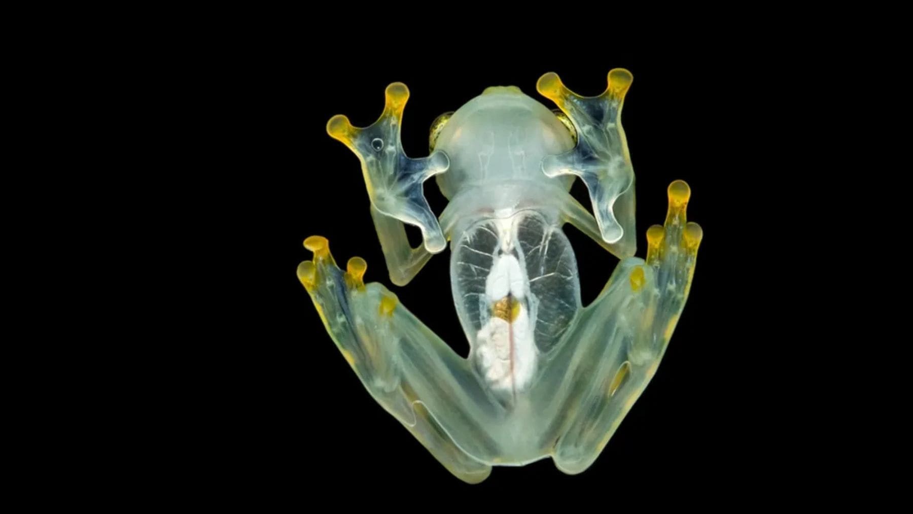 Rana de cristal Nymphargus dajomesae vista desde abajo con órganos visibles descubierta en Ecuador.