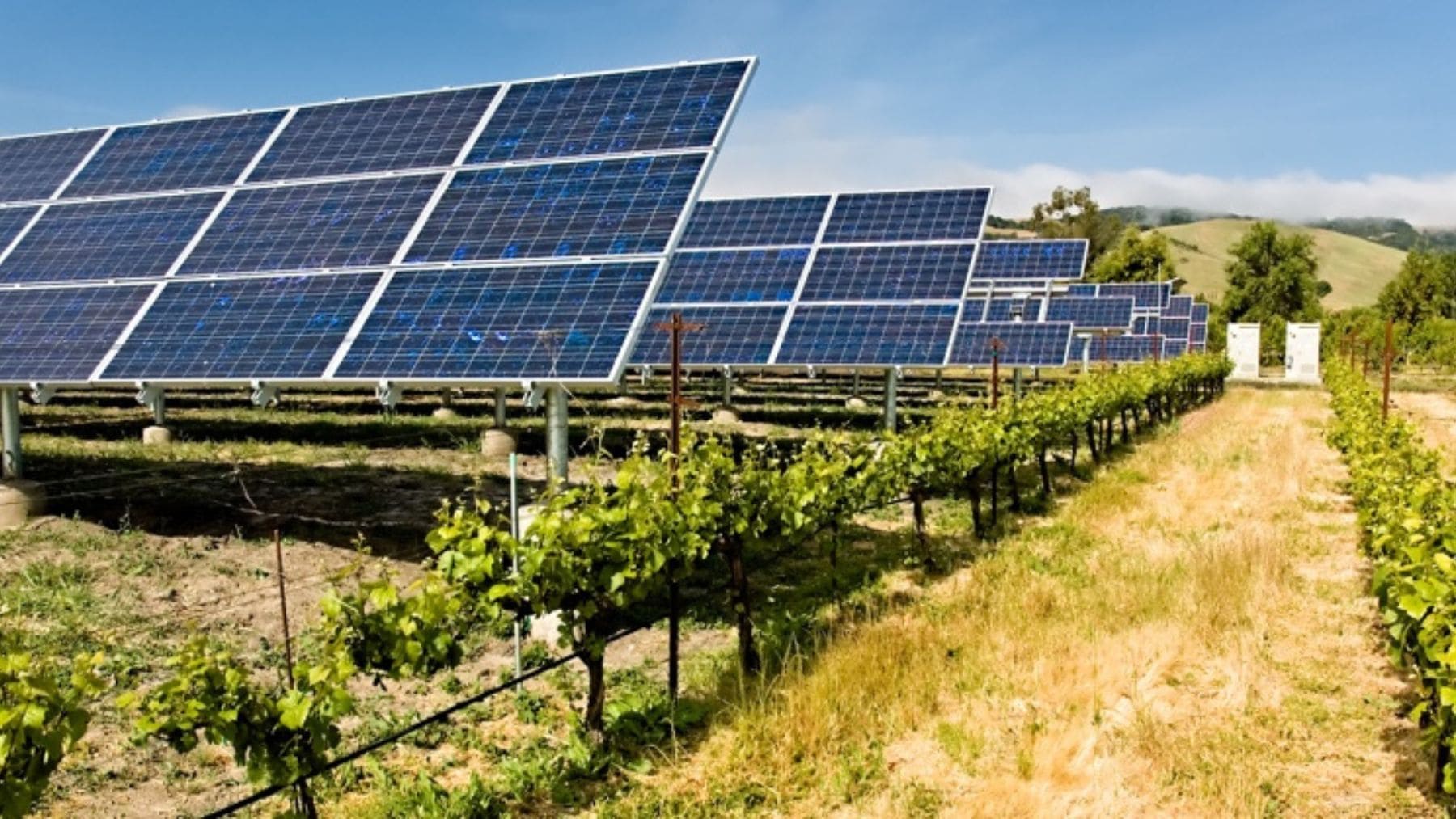Parque solar en Francia con paneles fotovoltaicos sobre vegetación que altera el suelo y su biodiversidad.