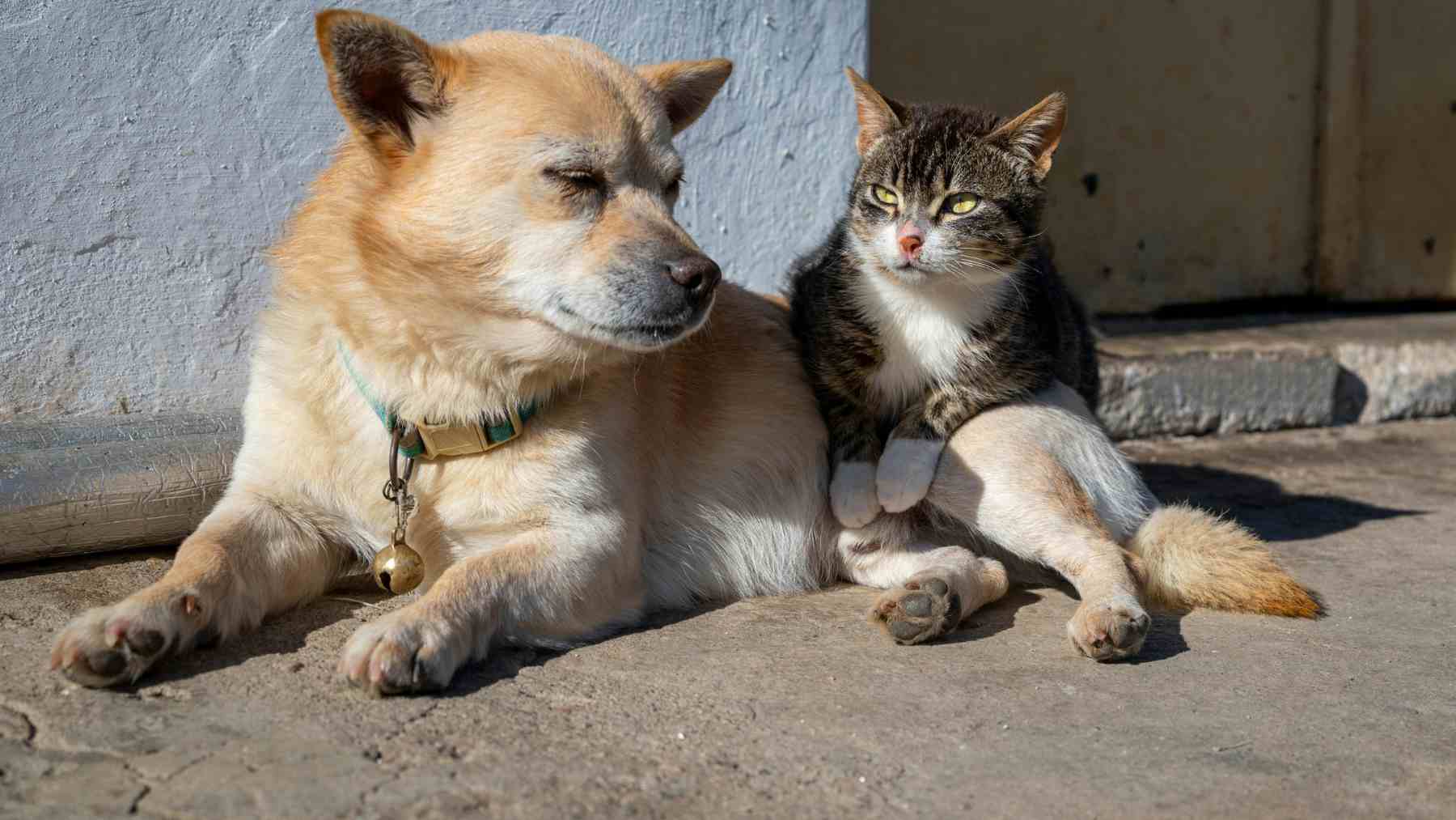 Perro y gato juntos descansando, ejemplo de mascotas afectadas por la nueva normativa de la UE para viajar.
