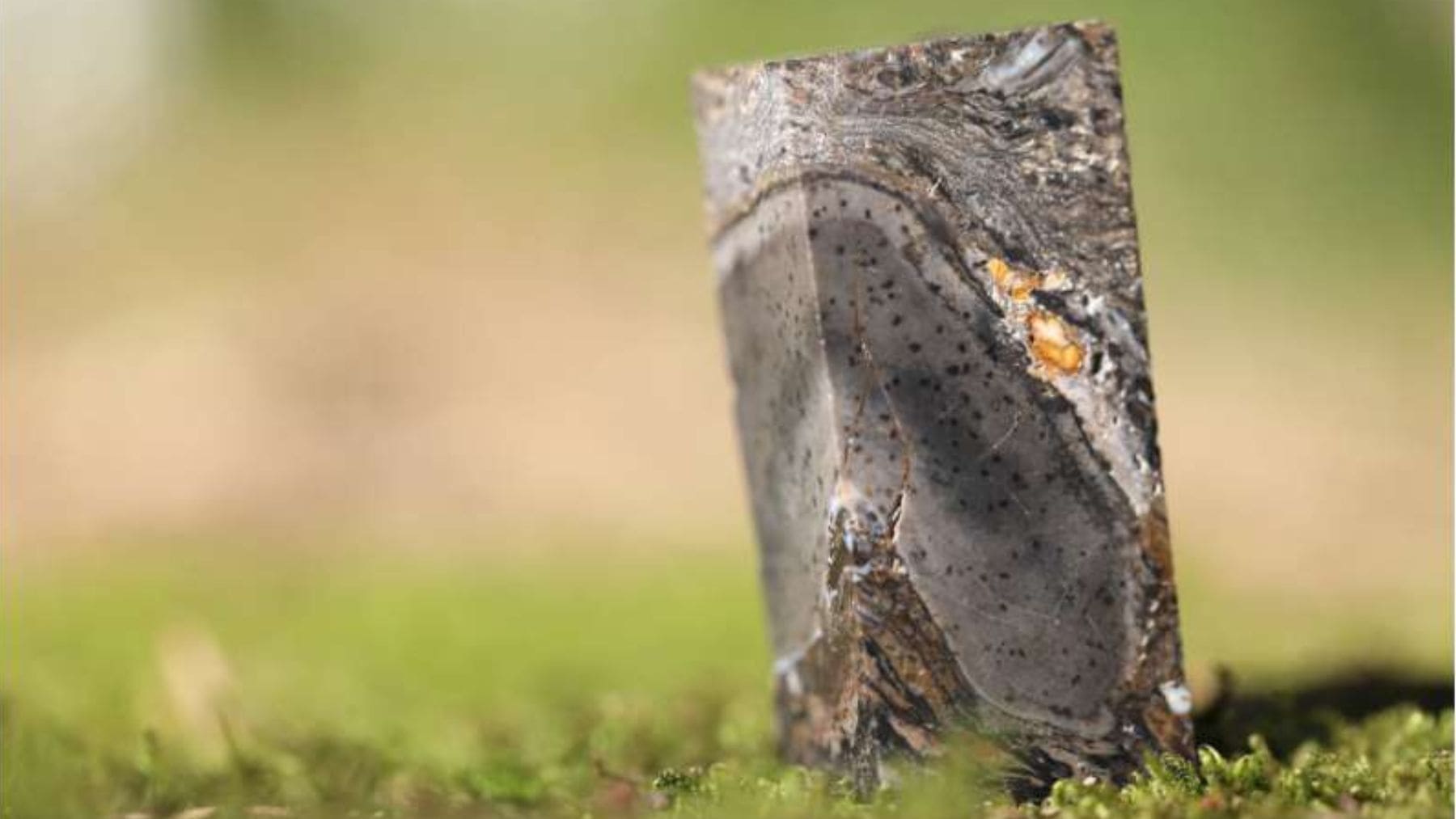 Fósil de Prototaxites de 400 millones de años conservado en Rhynie chert.