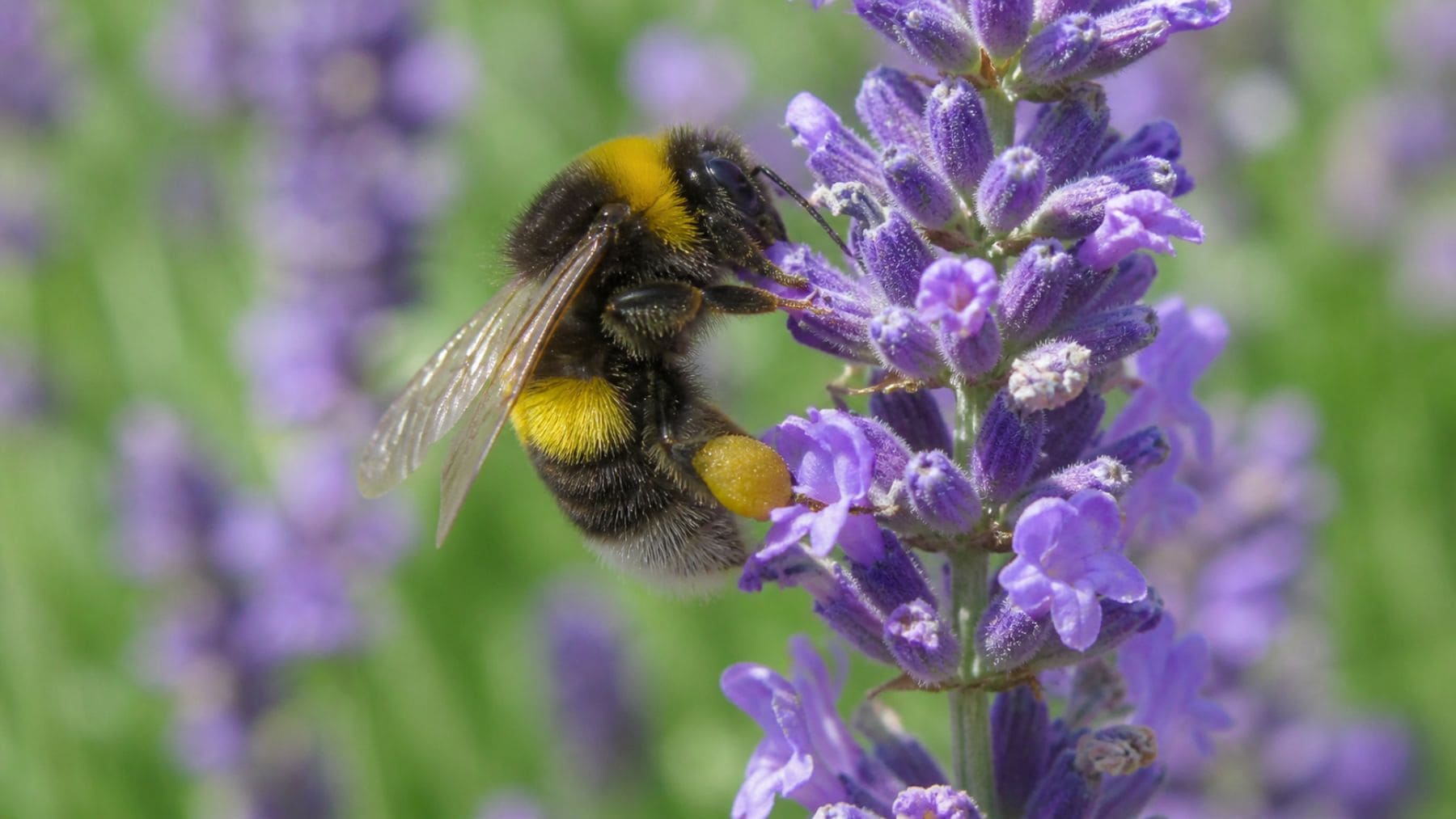 Abejorro recolectando polen en una flor, especie capaz de aprender y transmitir conocimientos según un estudio científico.