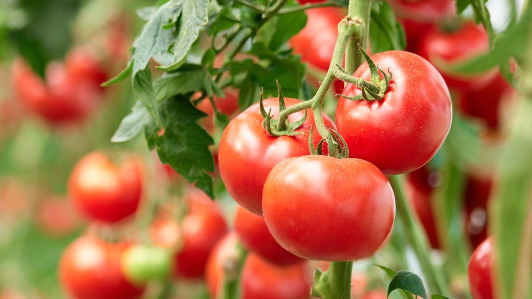 Tomates en una explotación agrícola española en plena crisis de precios del campo.