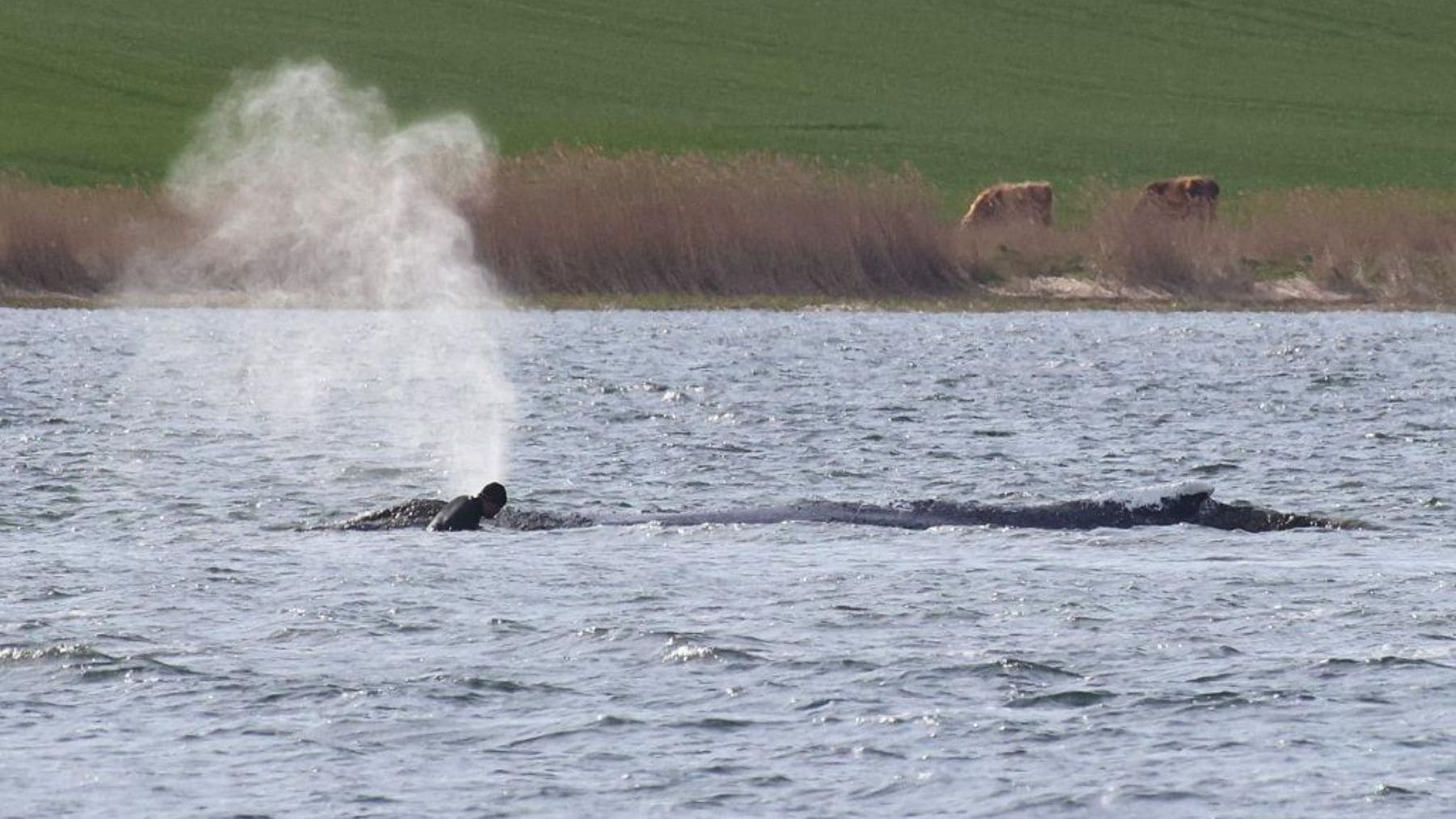 La ballena jorobada Timmy nada en aguas del Báltico antes de aparecer muerta frente a una isla de Dinamarca.