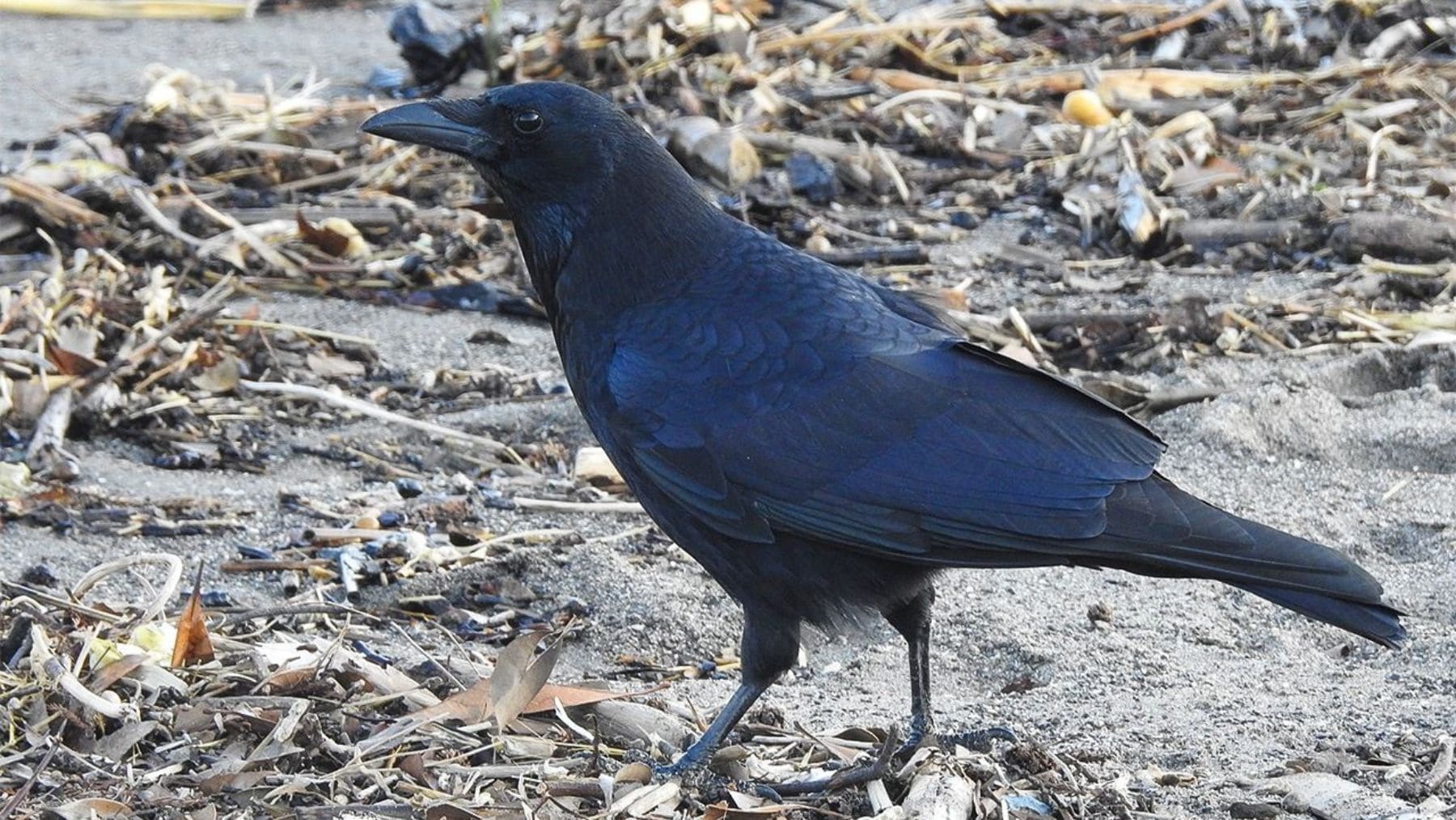 Cuervo negro buscando comida en zona urbana, ejemplo de córvidos adaptados a la ciudad.