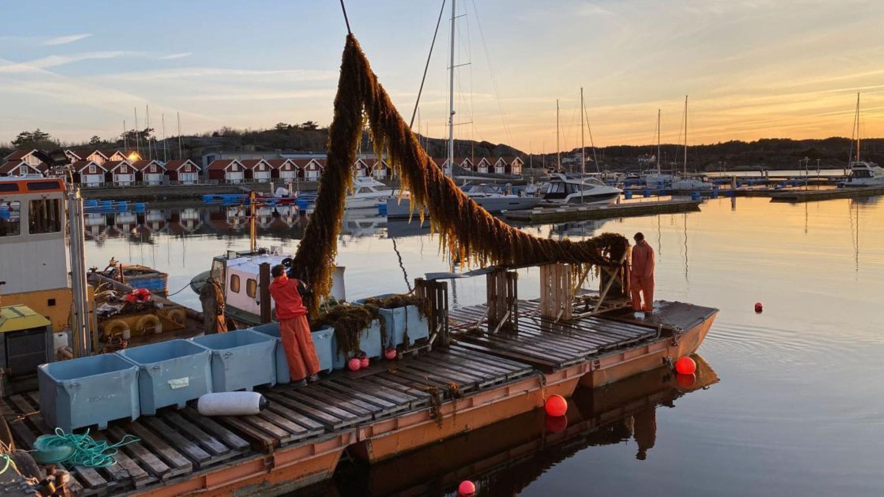 Cultivo de kelp en Suecia con trabajadores recolectando macroalgas en una granja marina.