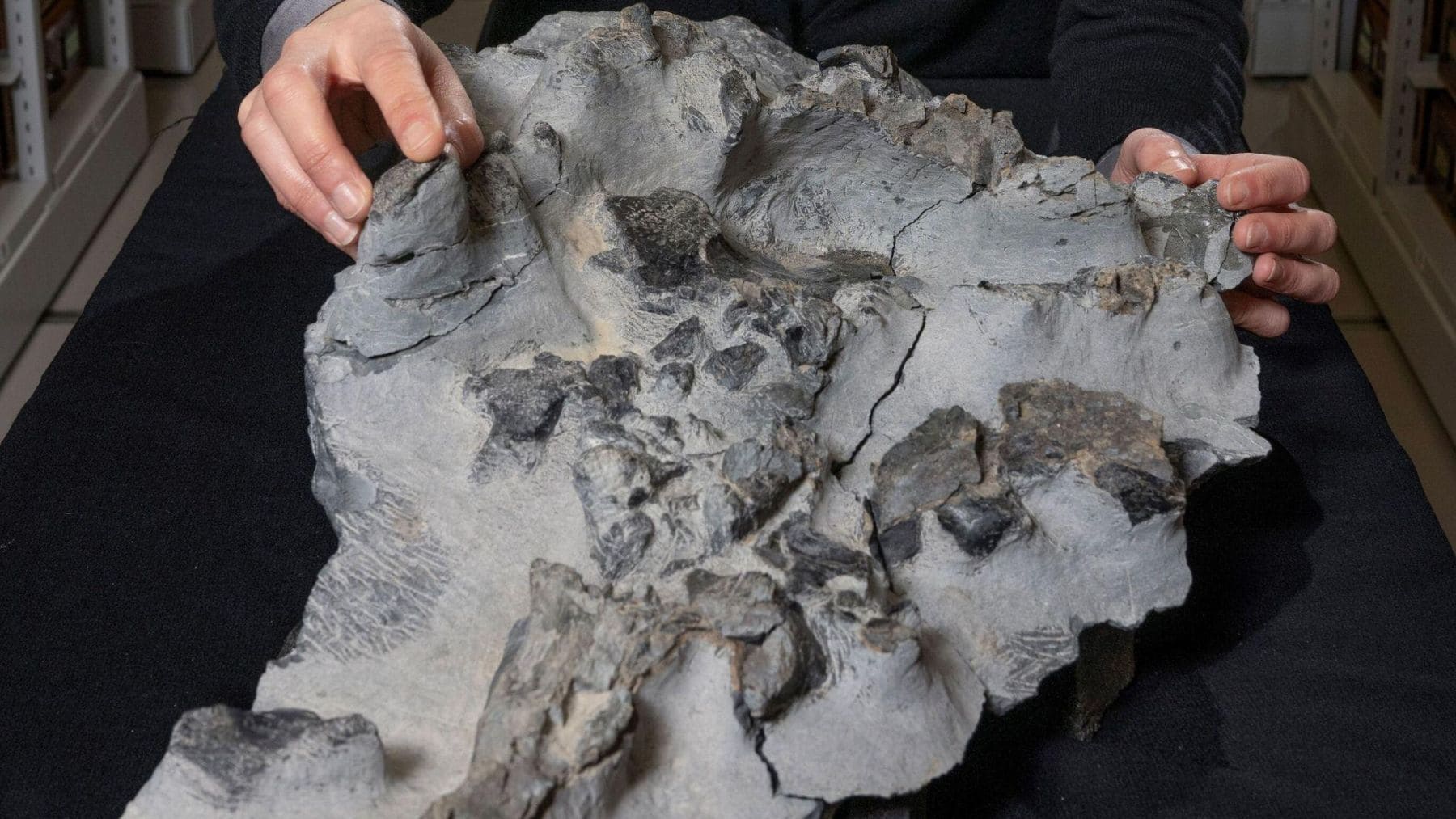 Fósil parcial del dinosaurio de Elgol hallado en la isla de Skye, Escocia, con 166 millones de años.
