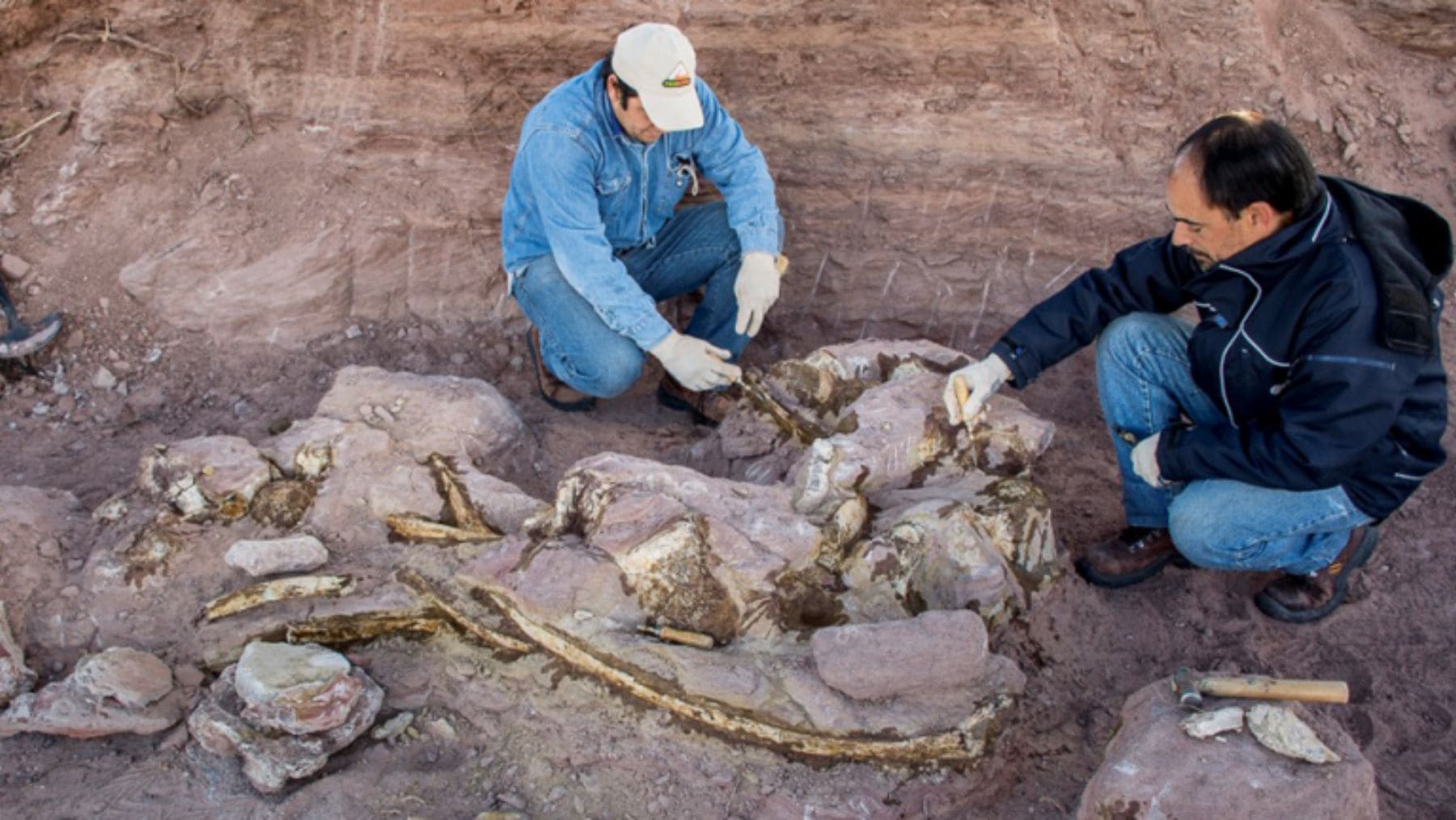 Fósiles del dinosaurio gigante Nagatitan chaiyaphumensis descubiertos en una excavación en Tailandia.
