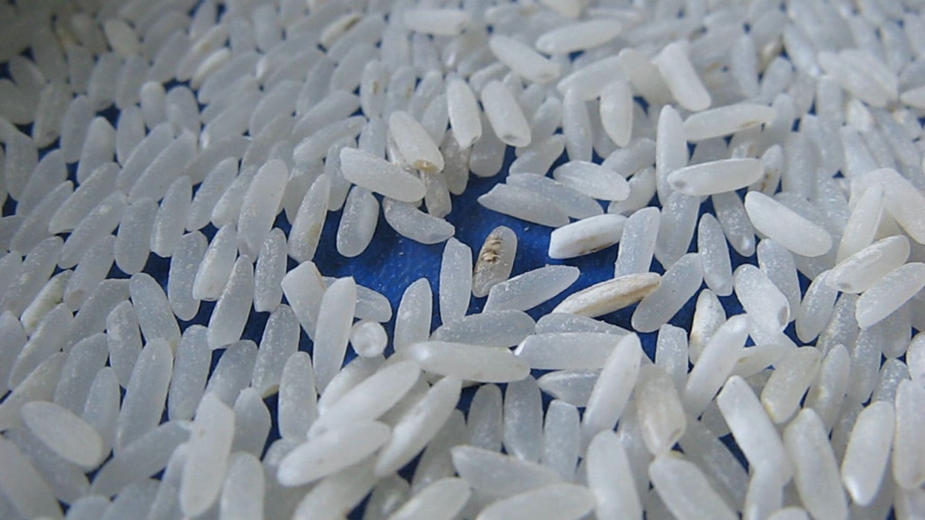 Granos de arroz afectados por la pudenta en Extremadura durante la campaña de control de la plaga.