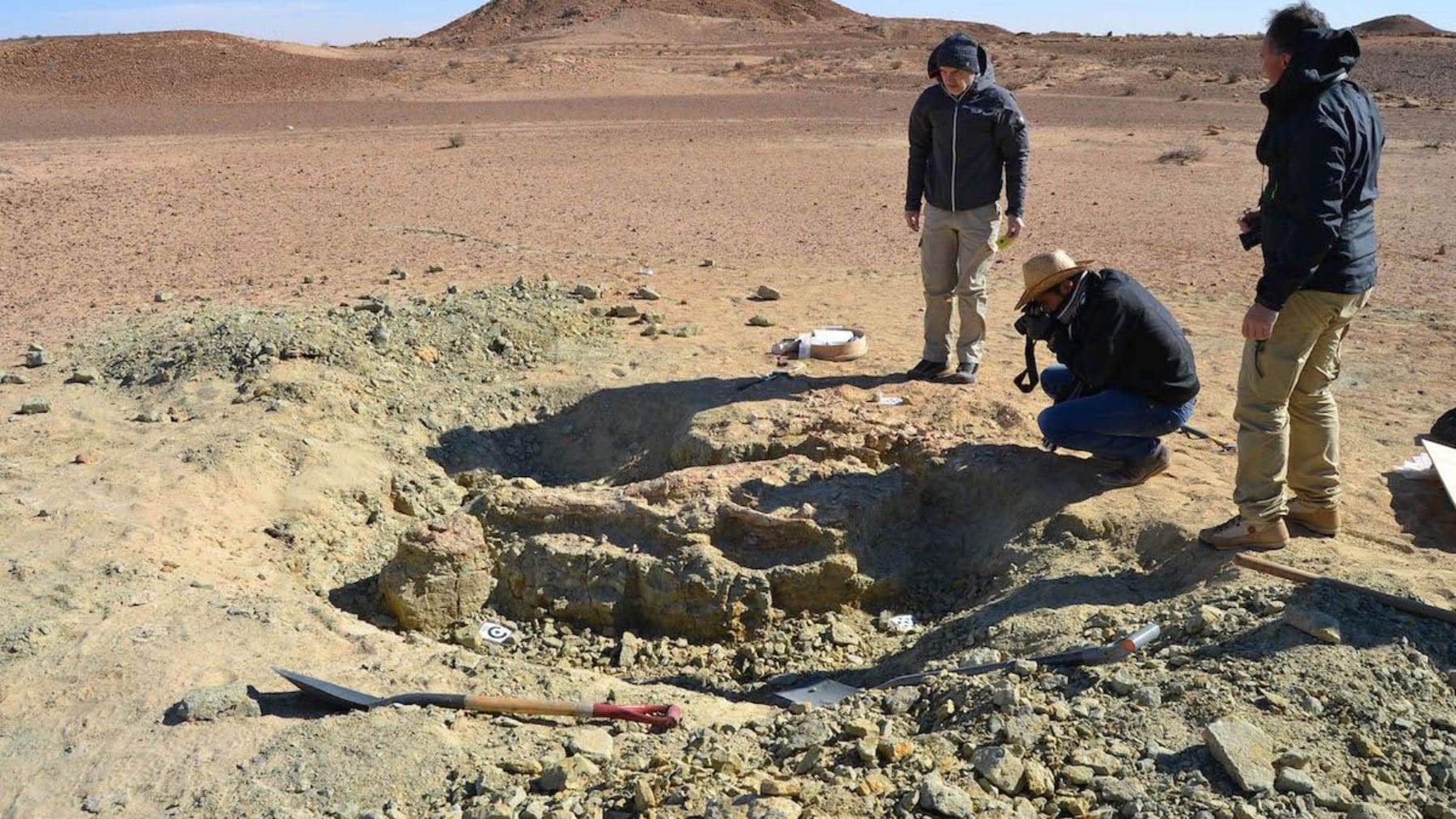 Excavación del fósil de Machimosaurus rex, un cocodrilo marino gigante hallado en el desierto del Sáhara en Túnez.
