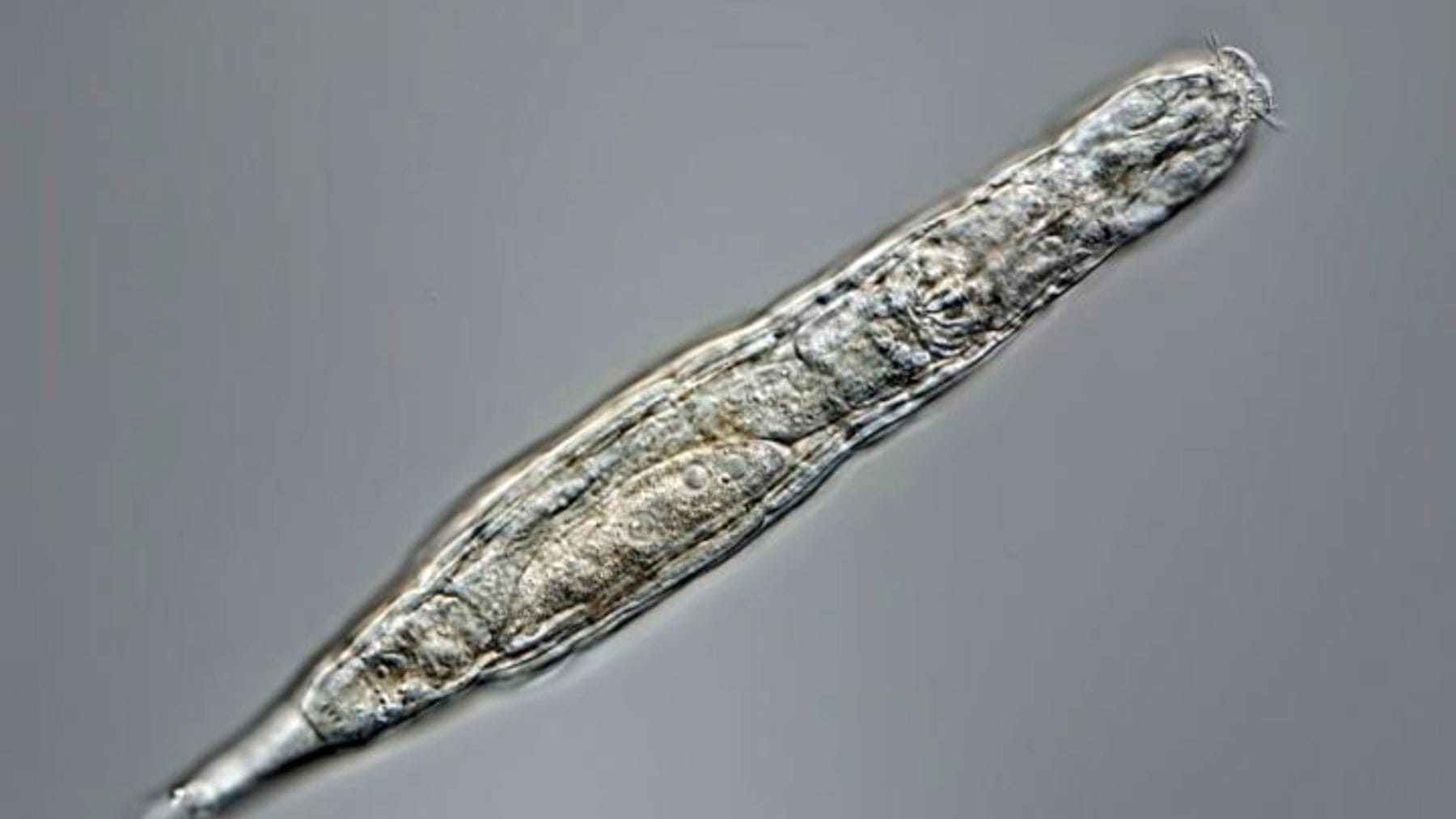 Rotífero bdelloideo revivido tras permanecer congelado 24.000 años en el permafrost de Siberia