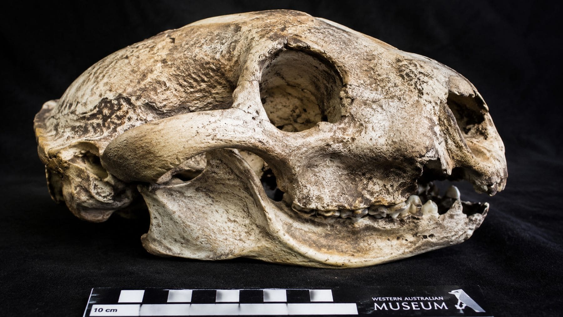 Cráneo fósil de la especie extinta de koala Phascolarctos sulcomaxilliaris hallada en Australia Occidental