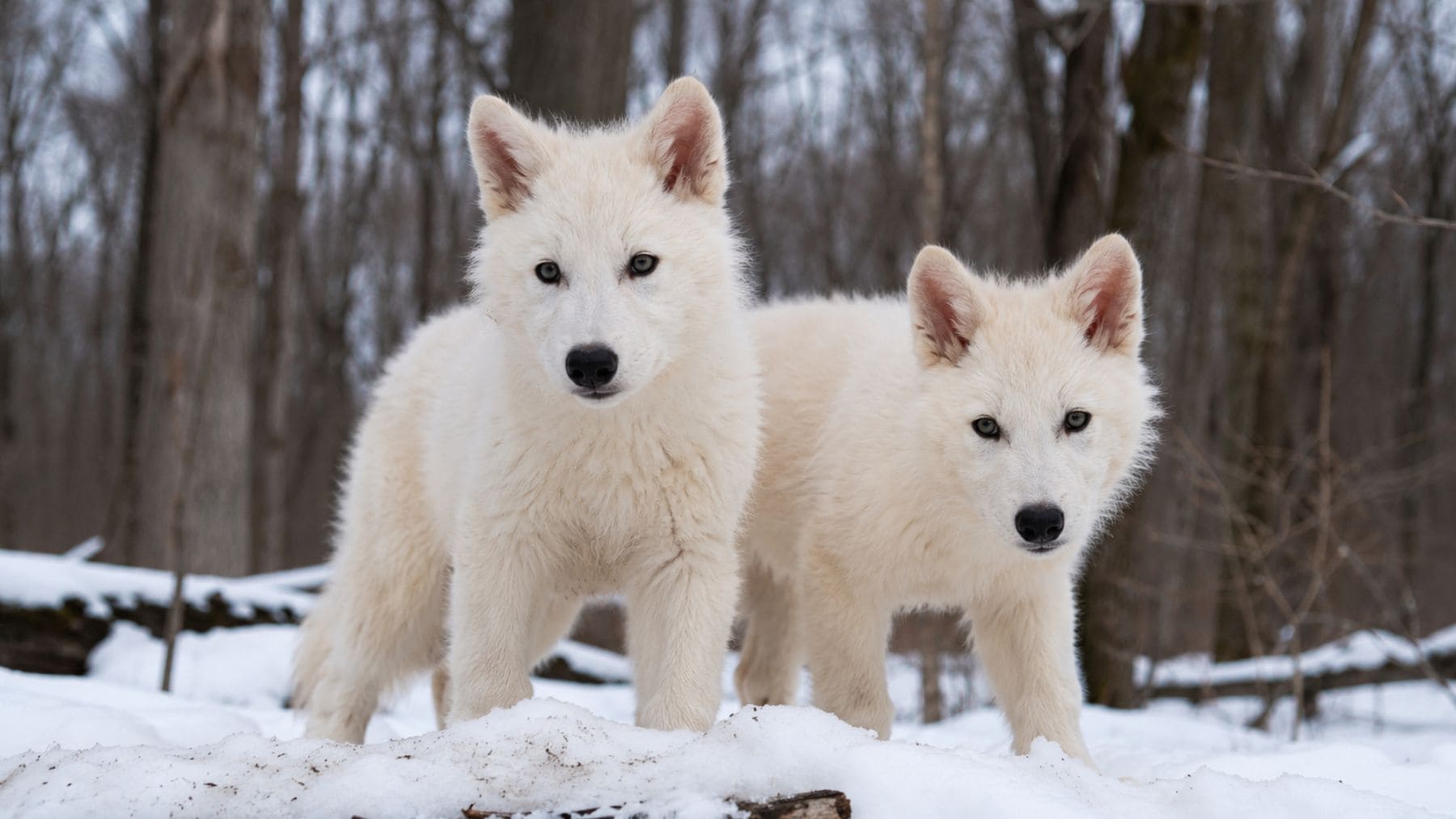 Cachorros creados por Colossal Biosciences con rasgos inspirados en el extinto lobo gigante