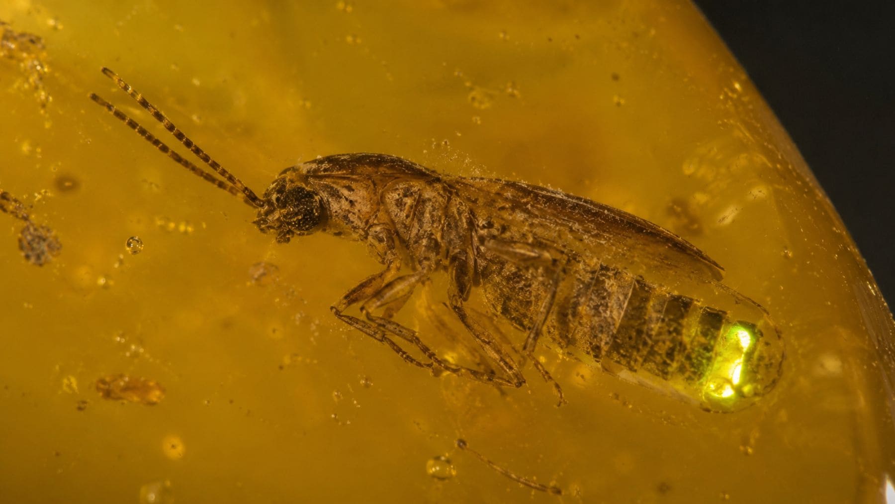 Luciérnaga de 99 millones de años conservada en ámbar con órgano luminoso visible