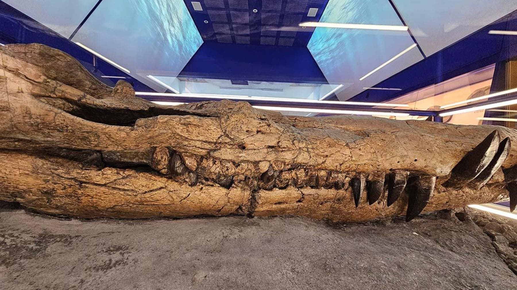 Cráneo fosilizado del monstruo marino gigante Pliosaurus hallado en los acantilados de Dorset.