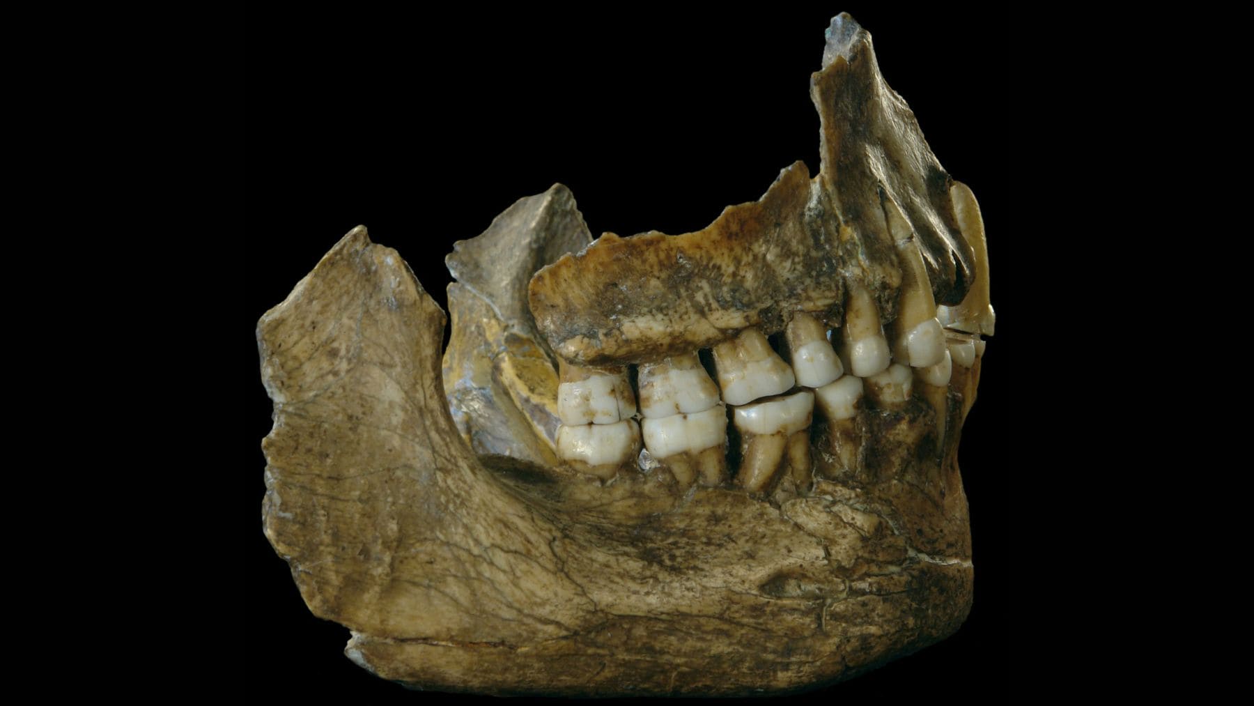 Reconstrucción de un neandertal relacionada con el hallazgo de un diente perforado de hace 59.000 años.