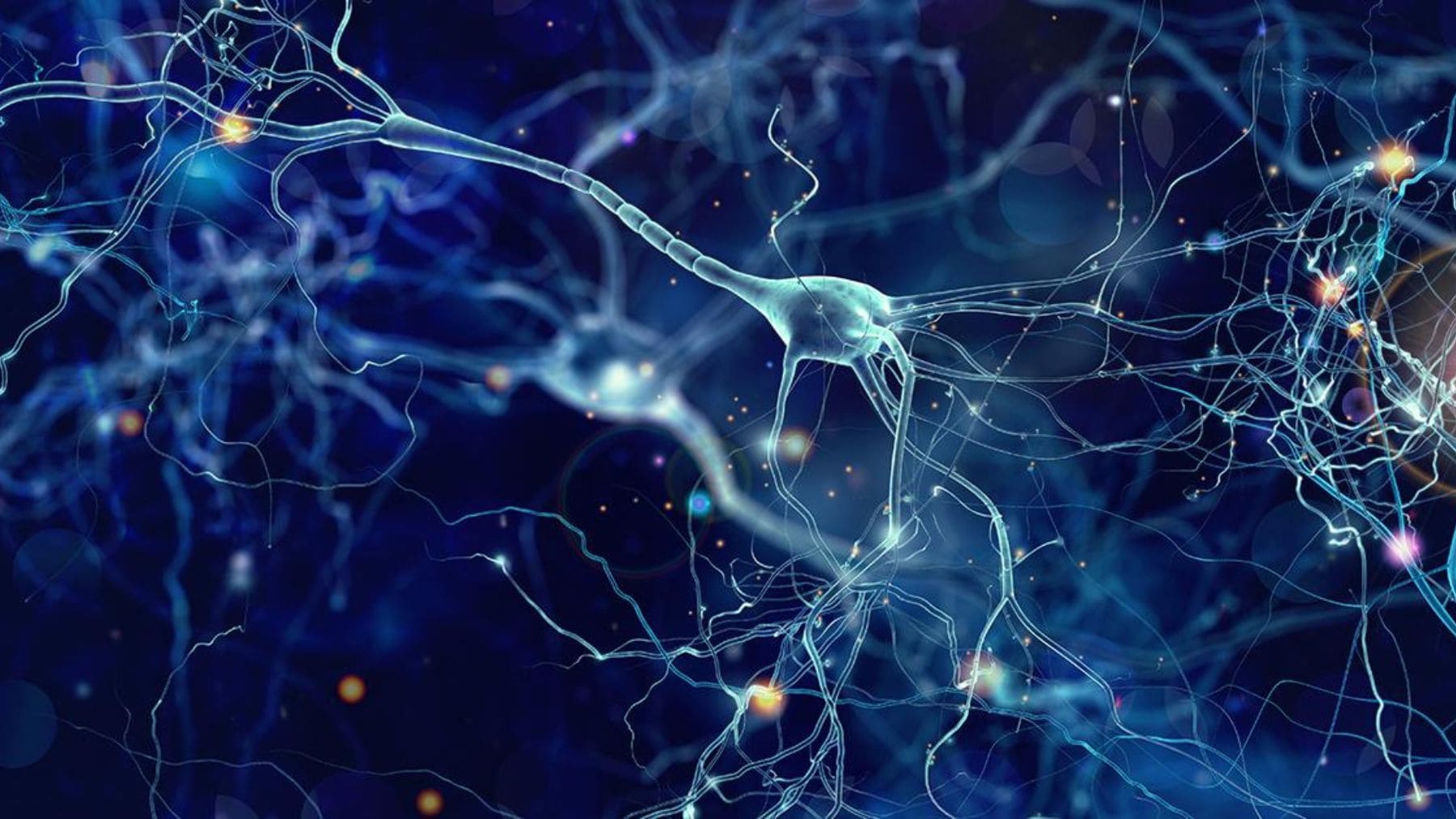 Neuronas artificiales capaces de comunicarse con células cerebrales reales en un experimento científico.