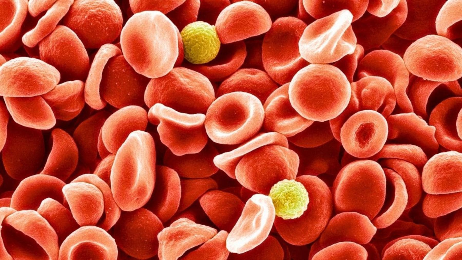 Imagen microscópica de glóbulos rojos relacionada con el descubrimiento del nuevo grupo sanguíneo MAL.