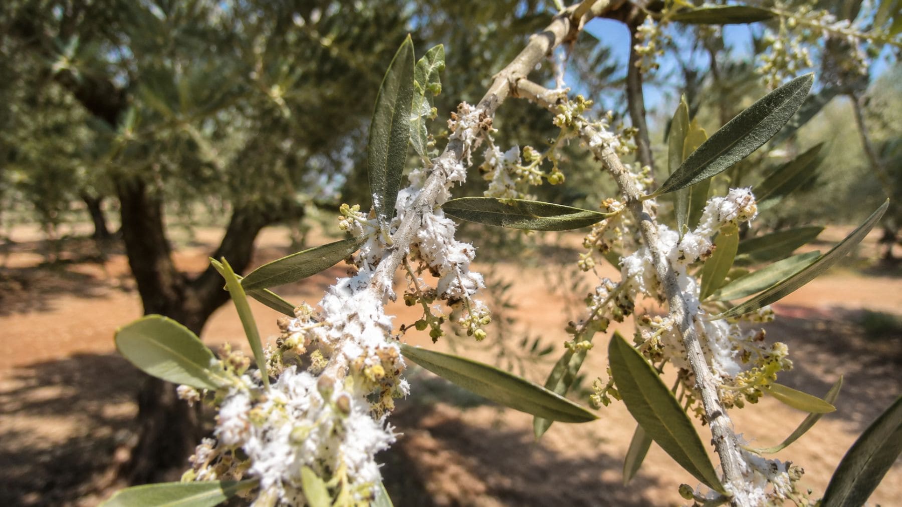Plaga de algodoncillo en flores de un olivo afectado en Jaén.