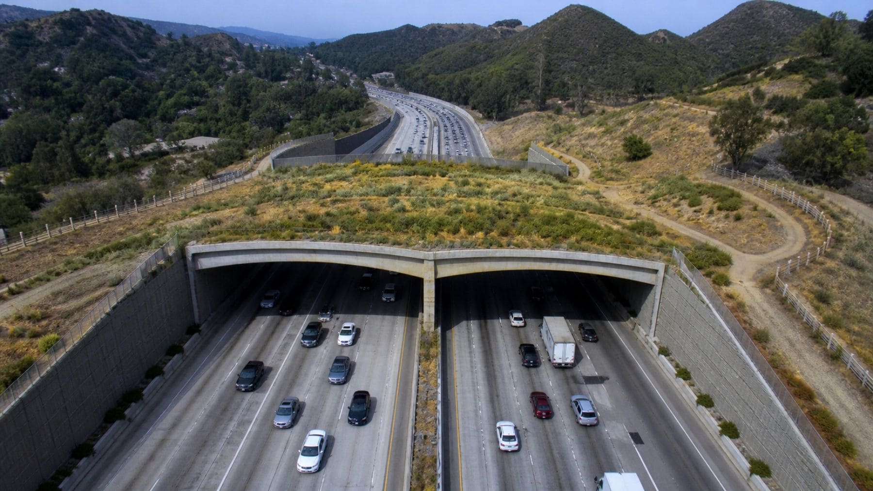 Puente de fauna sobre la autopista 101 en Los Ángeles diseñado para permitir el paso de pumas y animales salvajes.