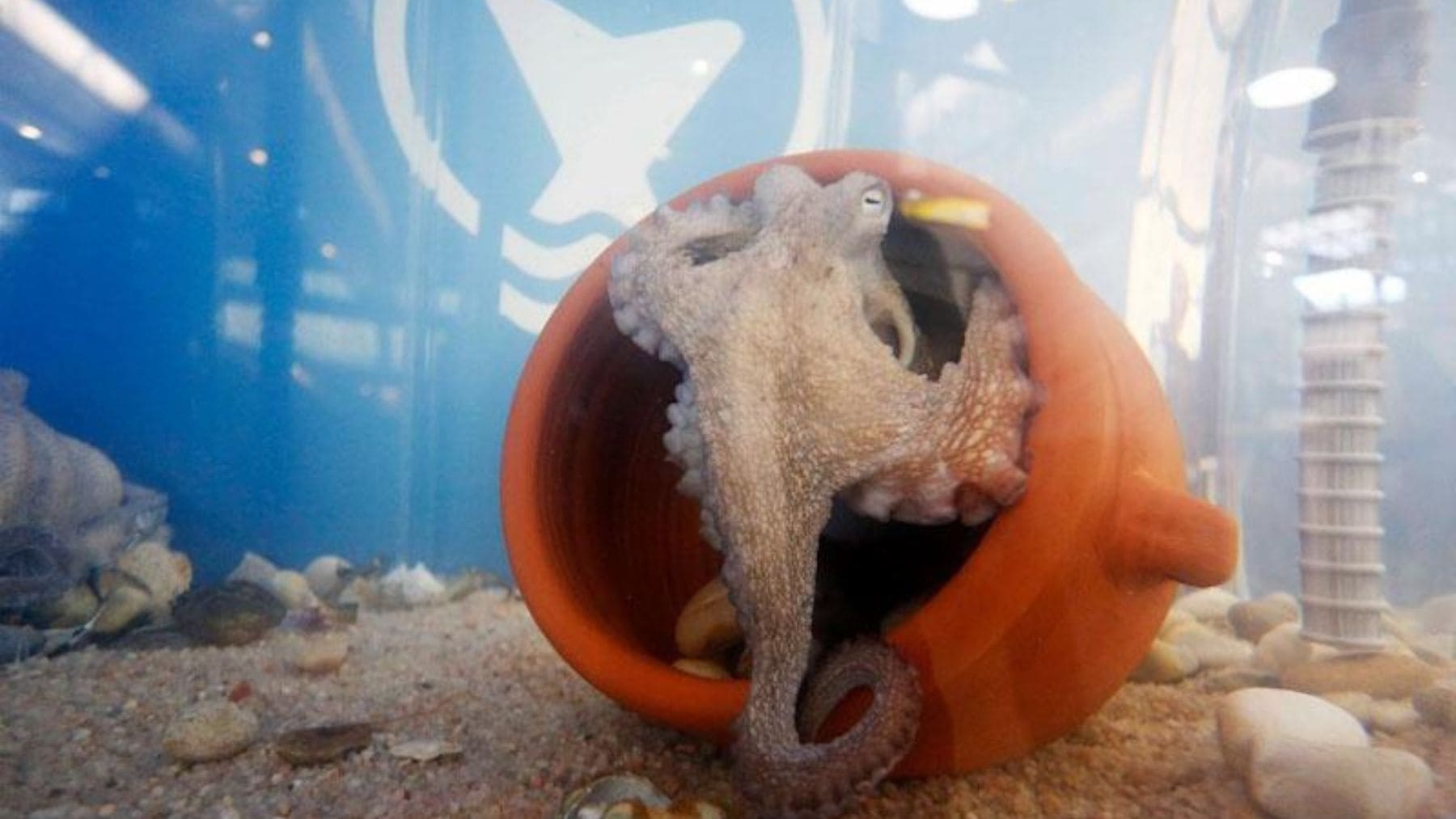 Pulpo en cautividad dentro de una granja marina experimental en España.