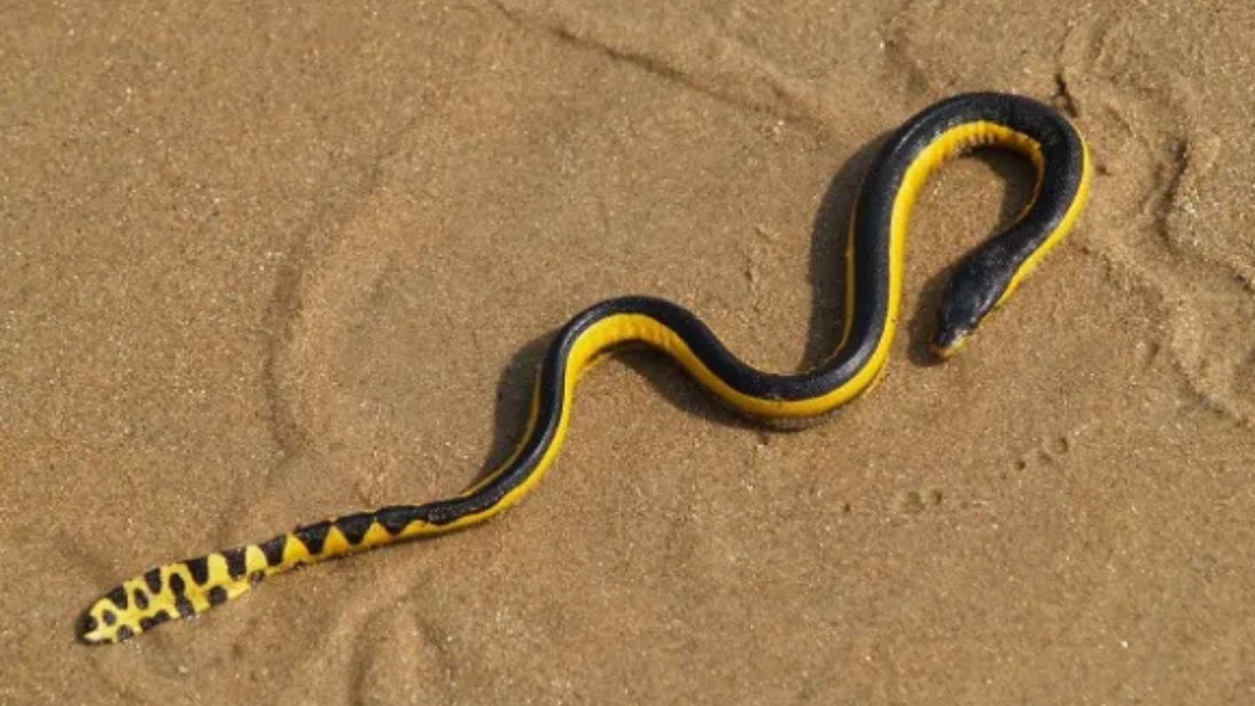 Serpiente marina de vientre amarillo Hydrophis platurus sobre la arena de una playa.