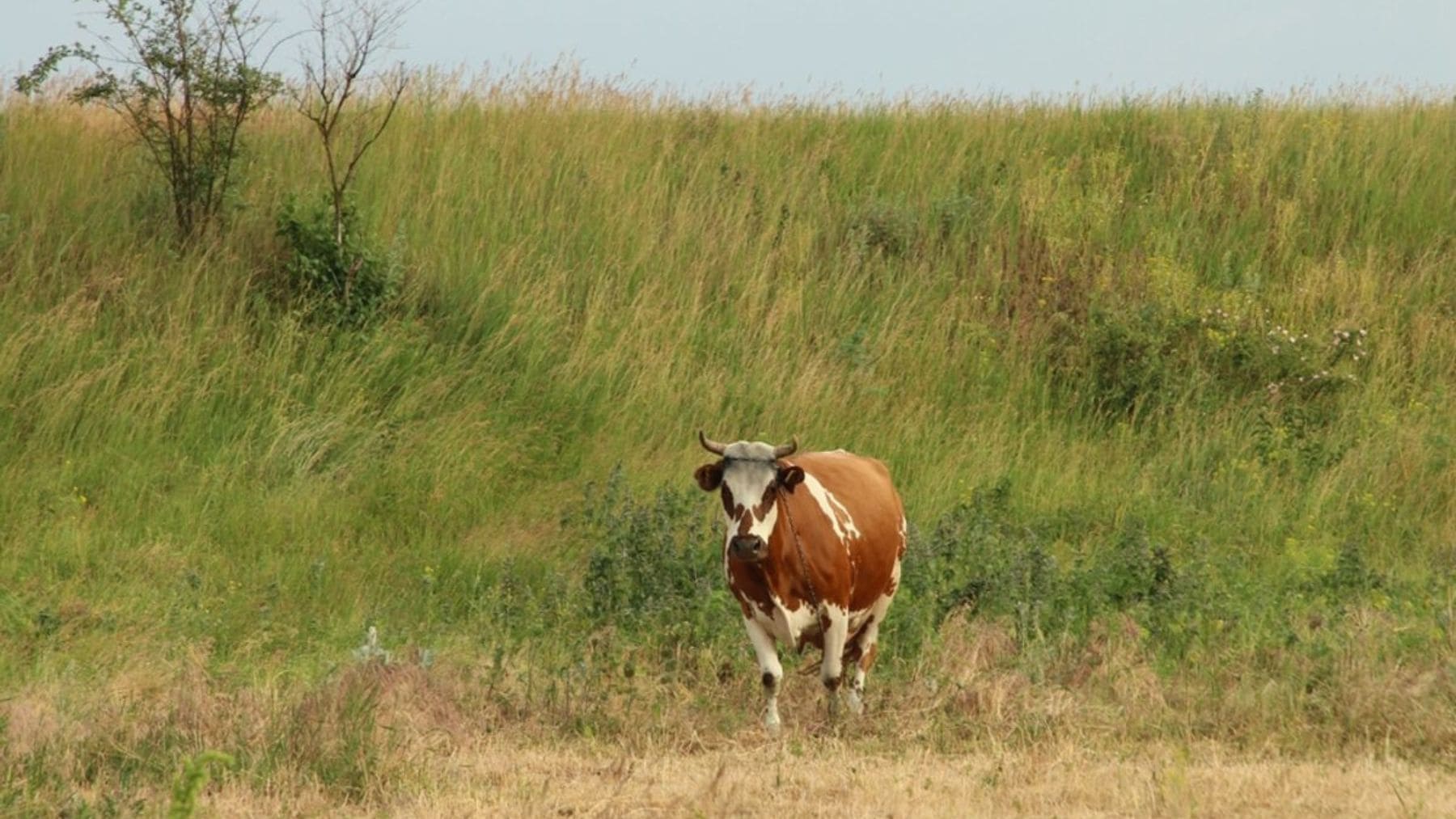 Vaca salvaje de la isla de Ámsterdam descendiente de cinco reses abandonadas en 1871