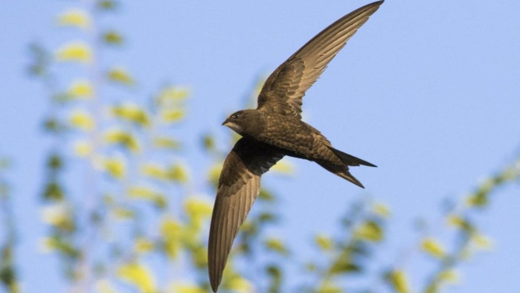 Vencejo común en vuelo en España, especie afectada por la destrucción de nidos en edificios públicos.