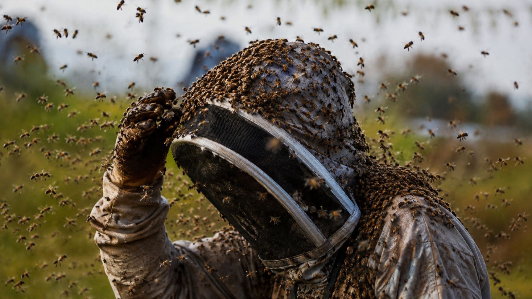 Apicultor rodeado por un enjambre de abejas africanizadas, conocidas como abejas asesinas, durante una inspección.
