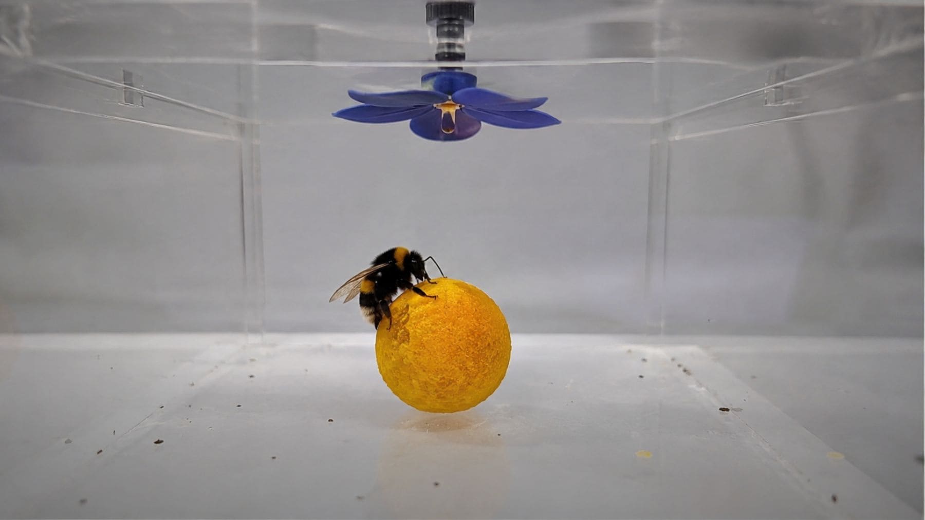 Abejorro utilizando una bola para alcanzar una flor artificial en un experimento sobre inteligencia animal