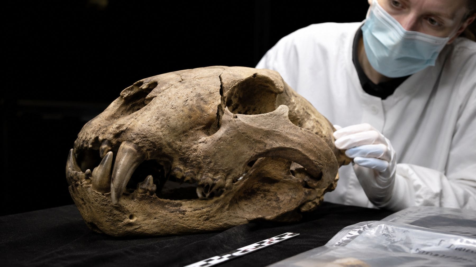Cráneo de un león de las cavernas de 34.000 años analizado para extraer ADN conservado en el permafrost de Siberia.