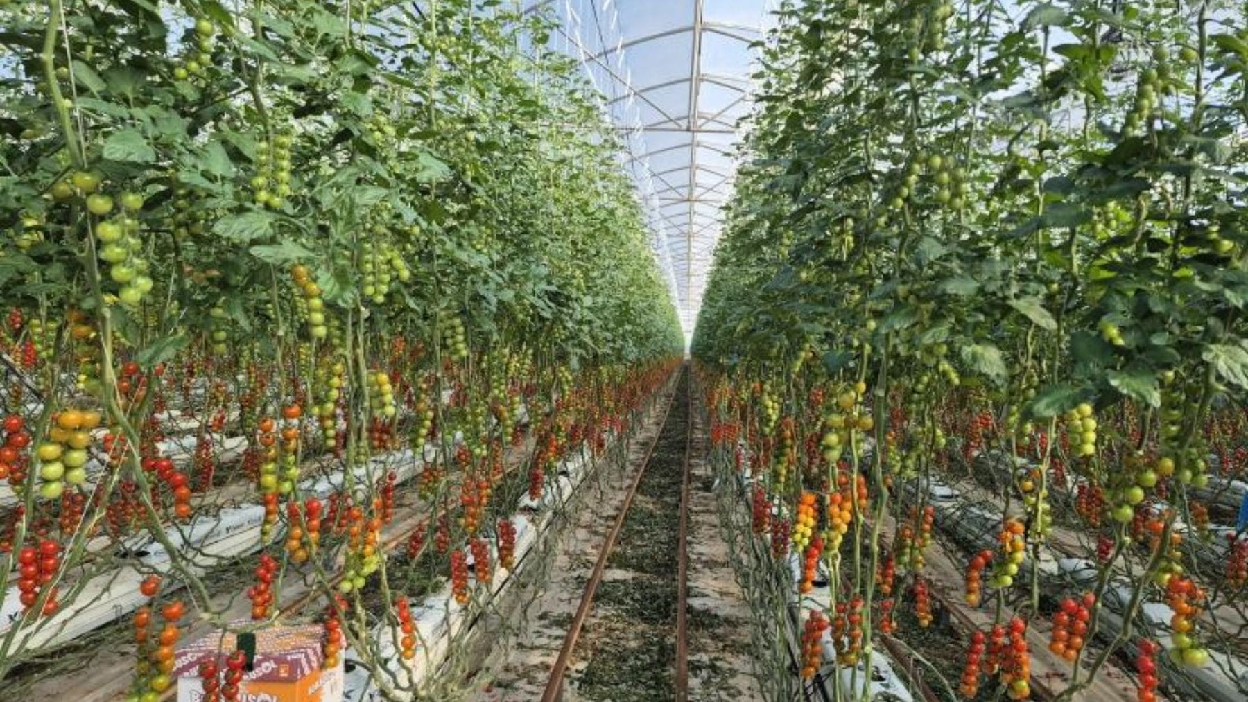 Cultivo de tomate cherry en un invernadero español afectado por la competencia de las importaciones procedentes de Marruecos.